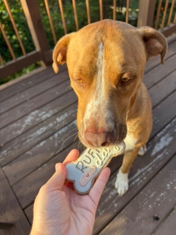 Help Recover Houston's Emergency Vet Bills campaign photo, 4 of 7