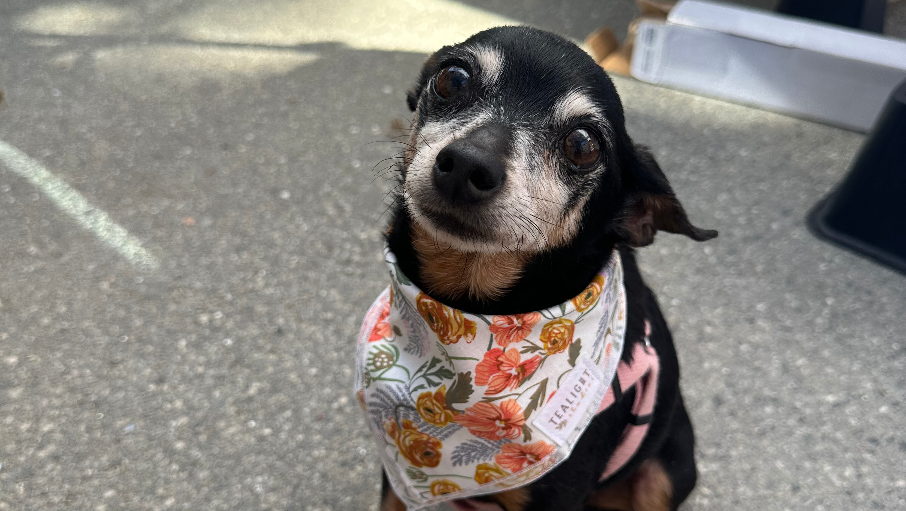 Sassafras’ (Sassy) Emergency Treatment photo
