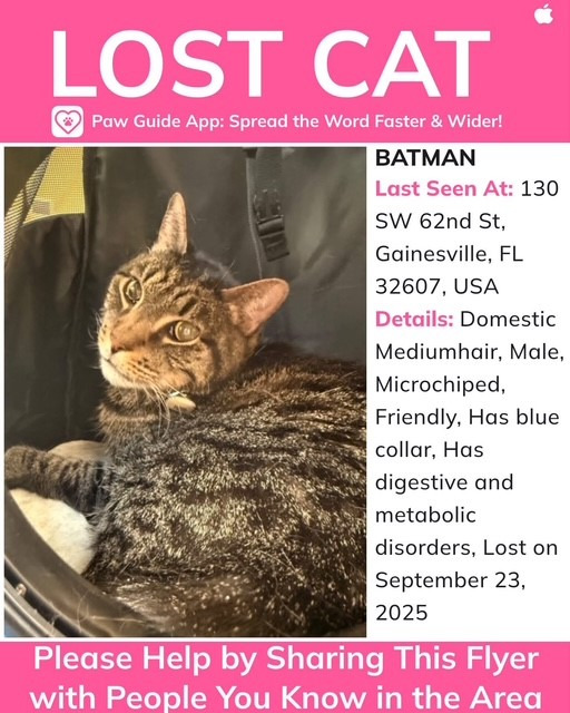 Bring Batman Home- A Vet Tech's Beloved Cat is Missing campaign photo, 4 of 5