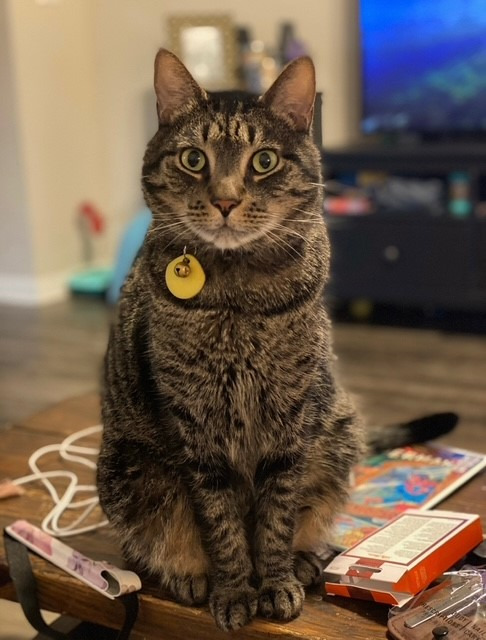 Bring Batman Home- A Vet Tech's Beloved Cat is Missing campaign photo, 2 of 5
