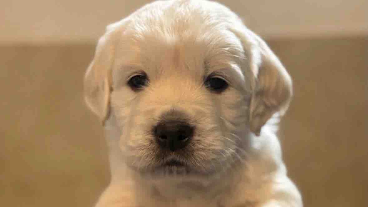 Donations for Alina’s service dog photo