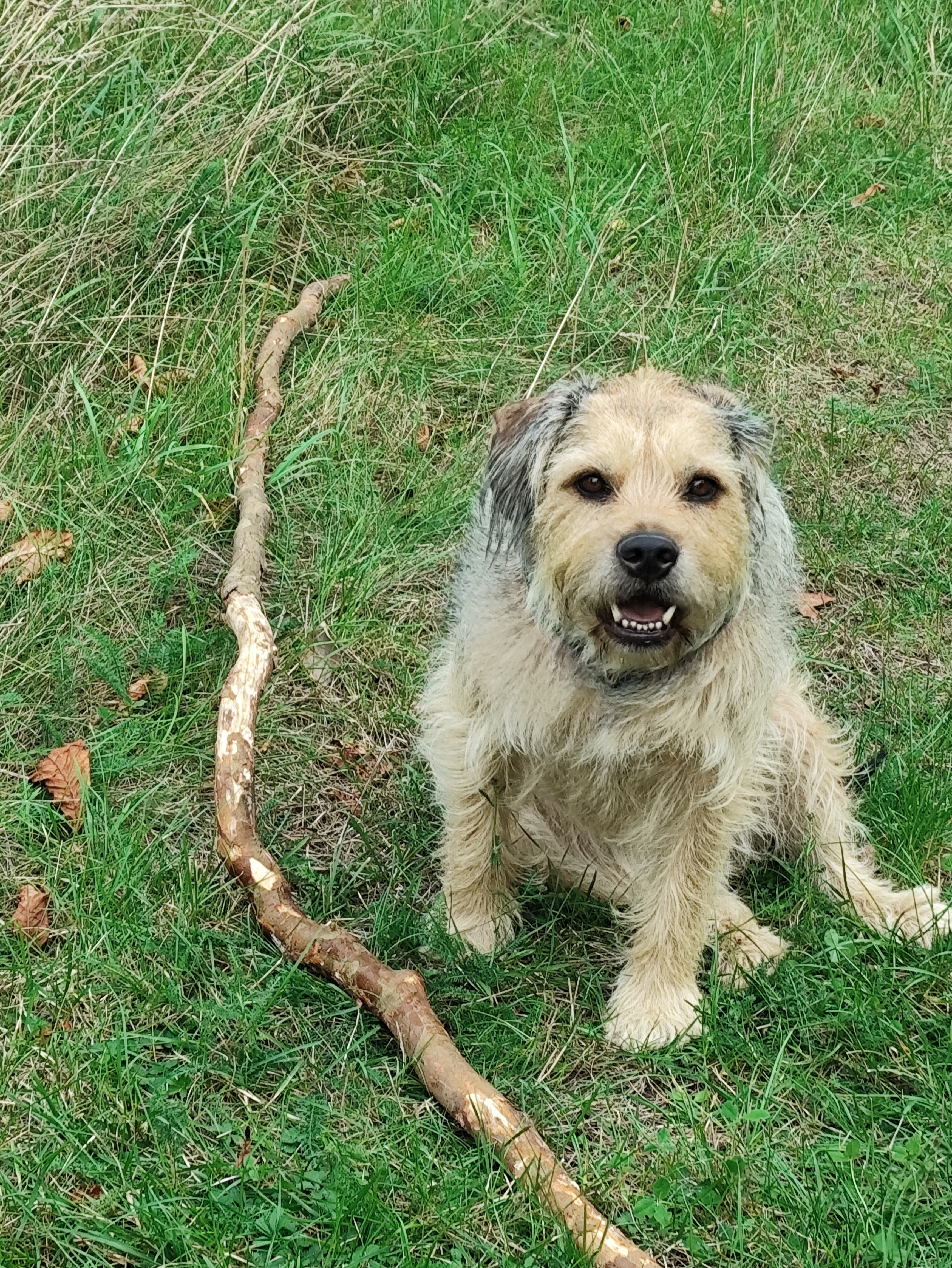 Balu muss umgehend operiert werden Kreuzbandriss :-( campaign photo, 6 of 7