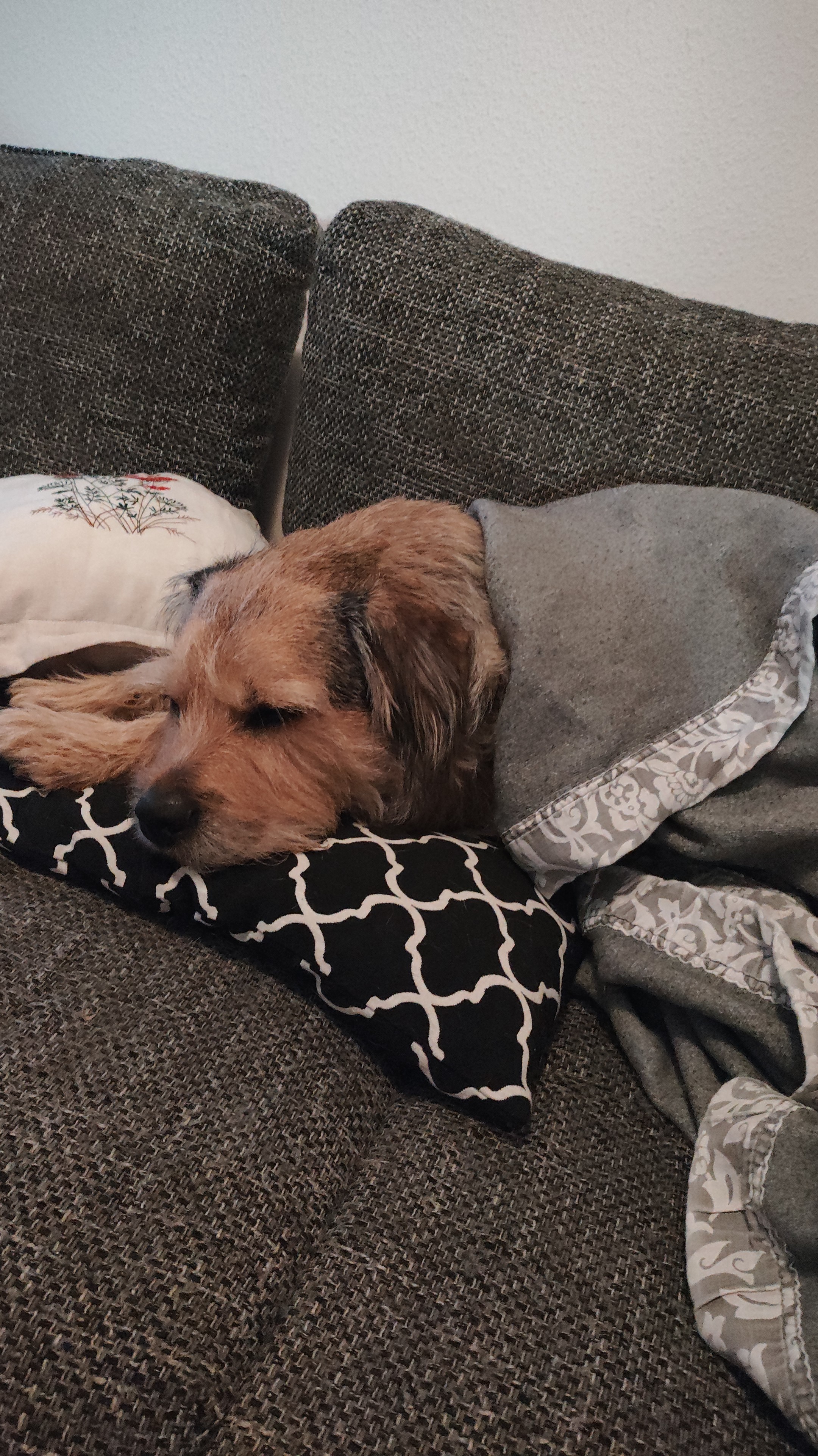 Balu muss umgehend operiert werden Kreuzbandriss :-( campaign photo, 2 of 7