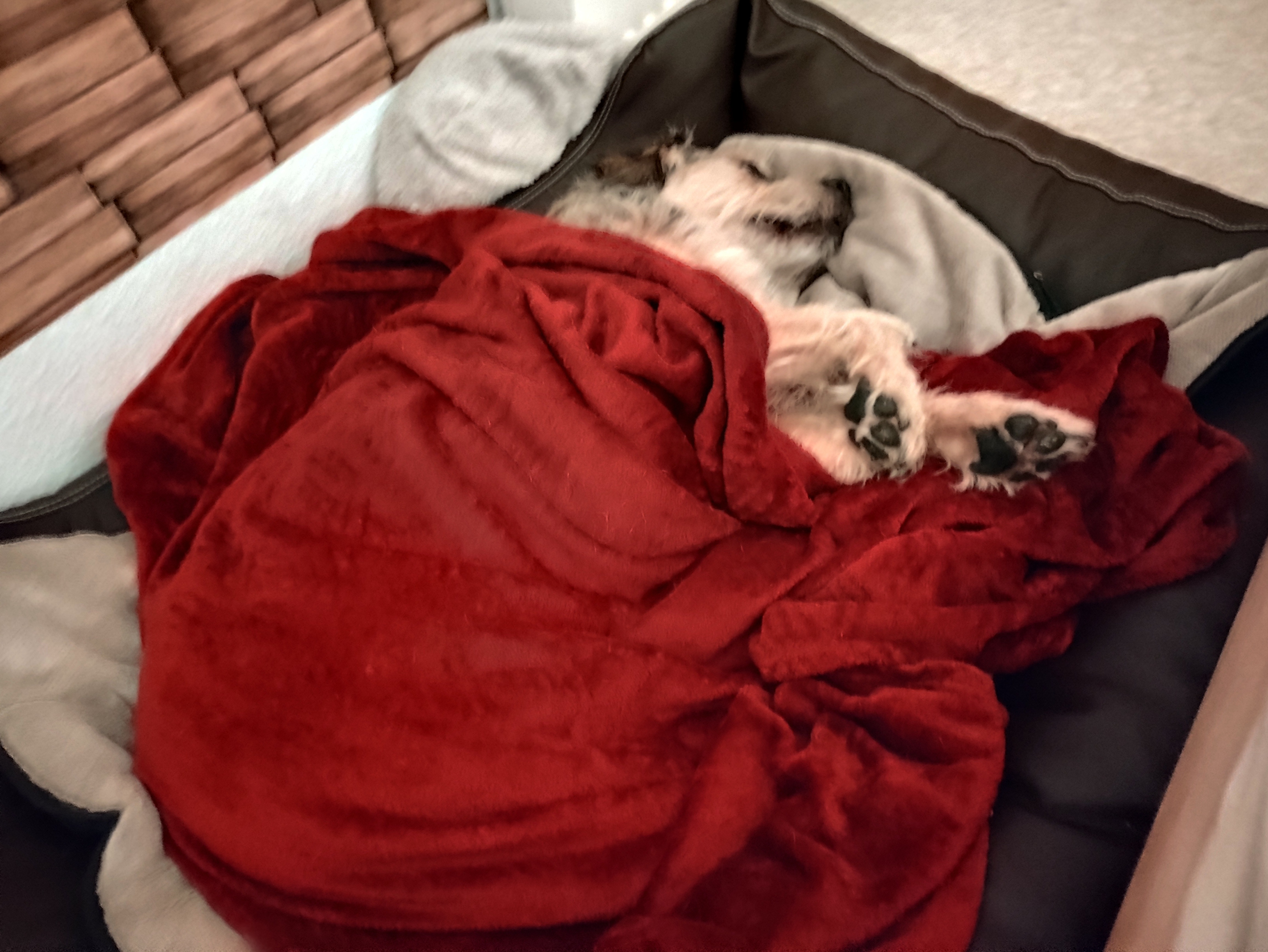 Balu muss umgehend operiert werden Kreuzbandriss :-( campaign photo, 4 of 7
