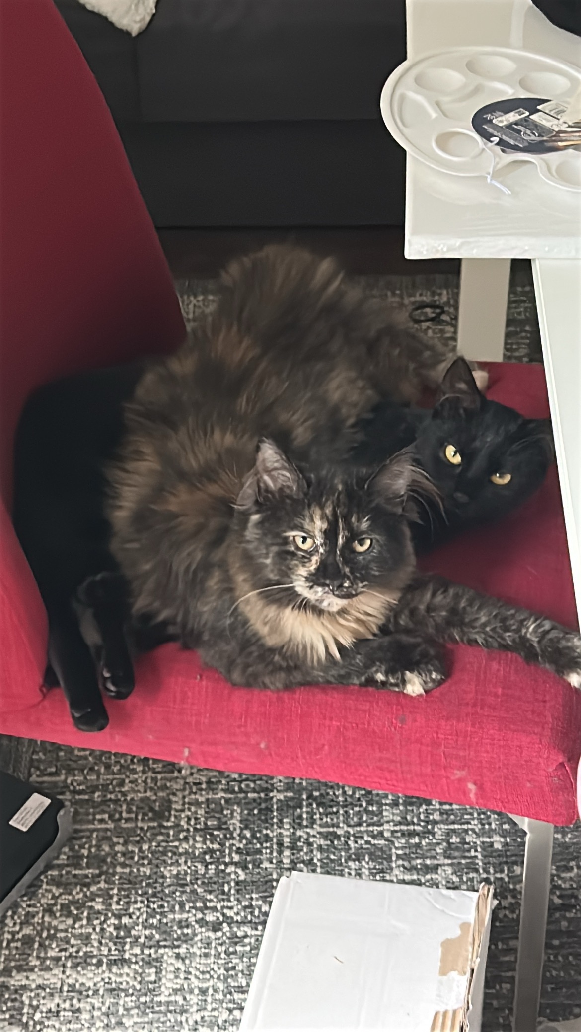 Bacardi and Freya need help badly! campaign photo, 7 of 8