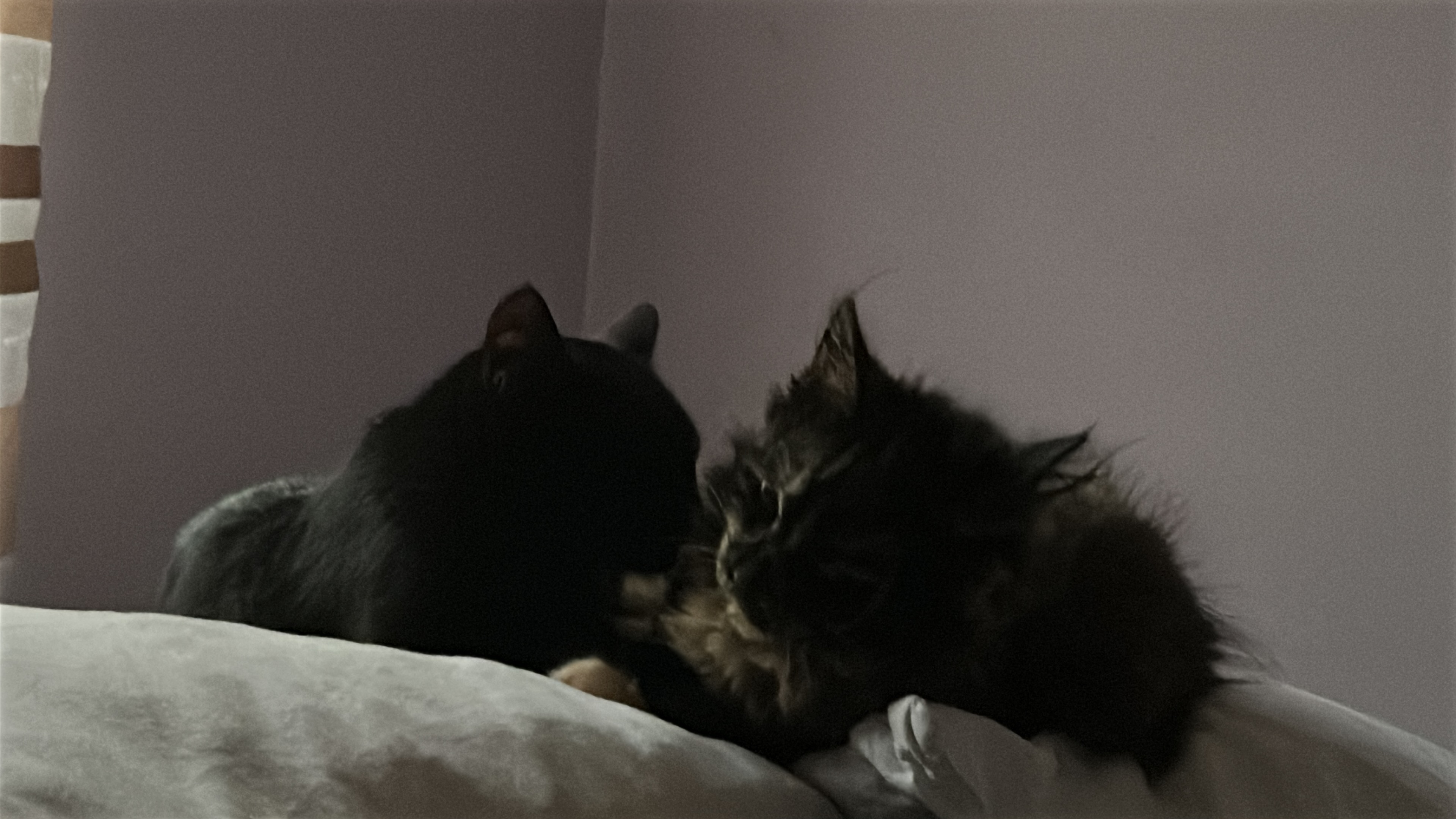Bacardi and Freya need help badly! campaign photo, 5 of 8