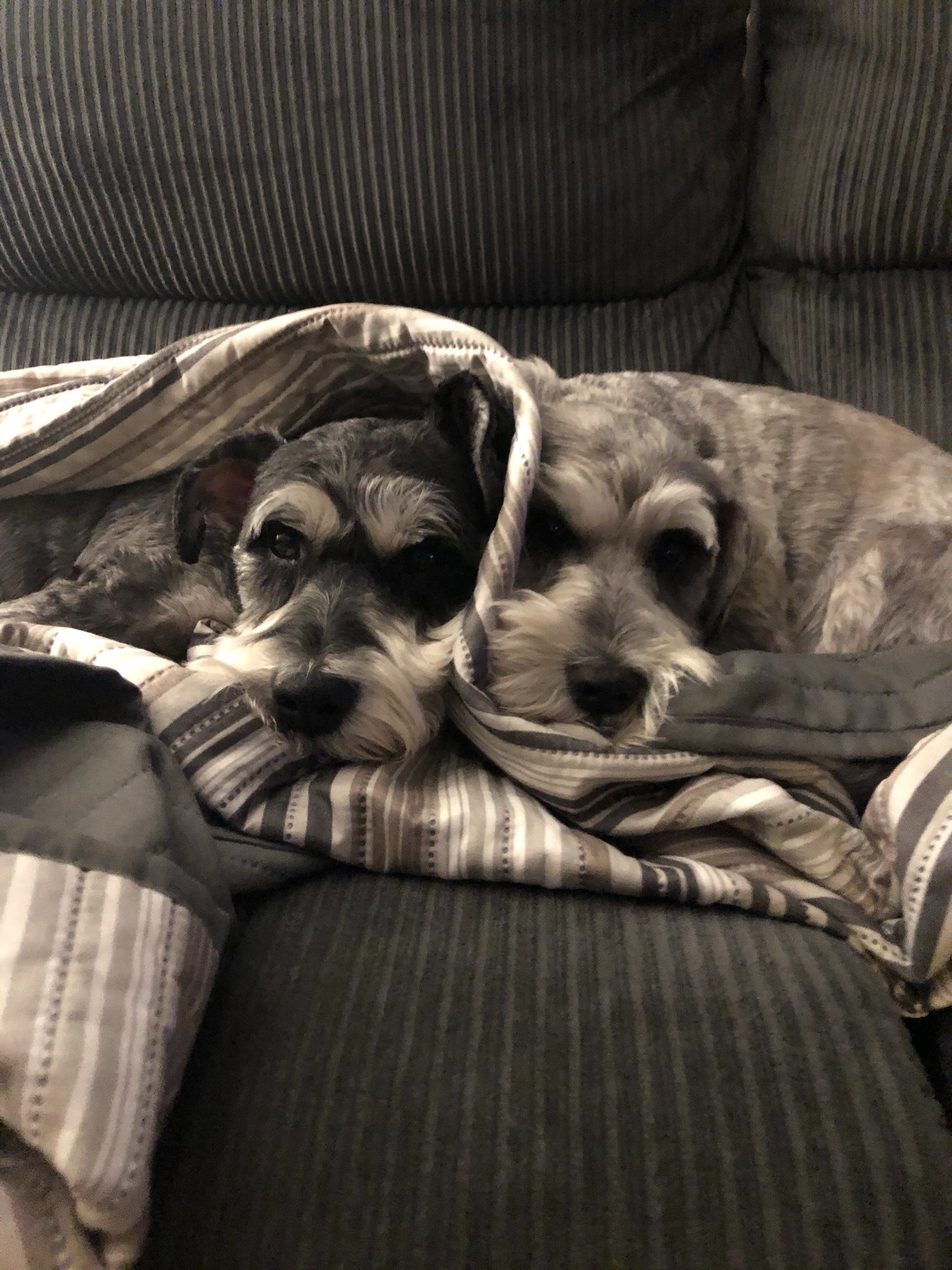 Keep Jax Healthy: Help Fund His Surgery campaign photo, 5 of 6