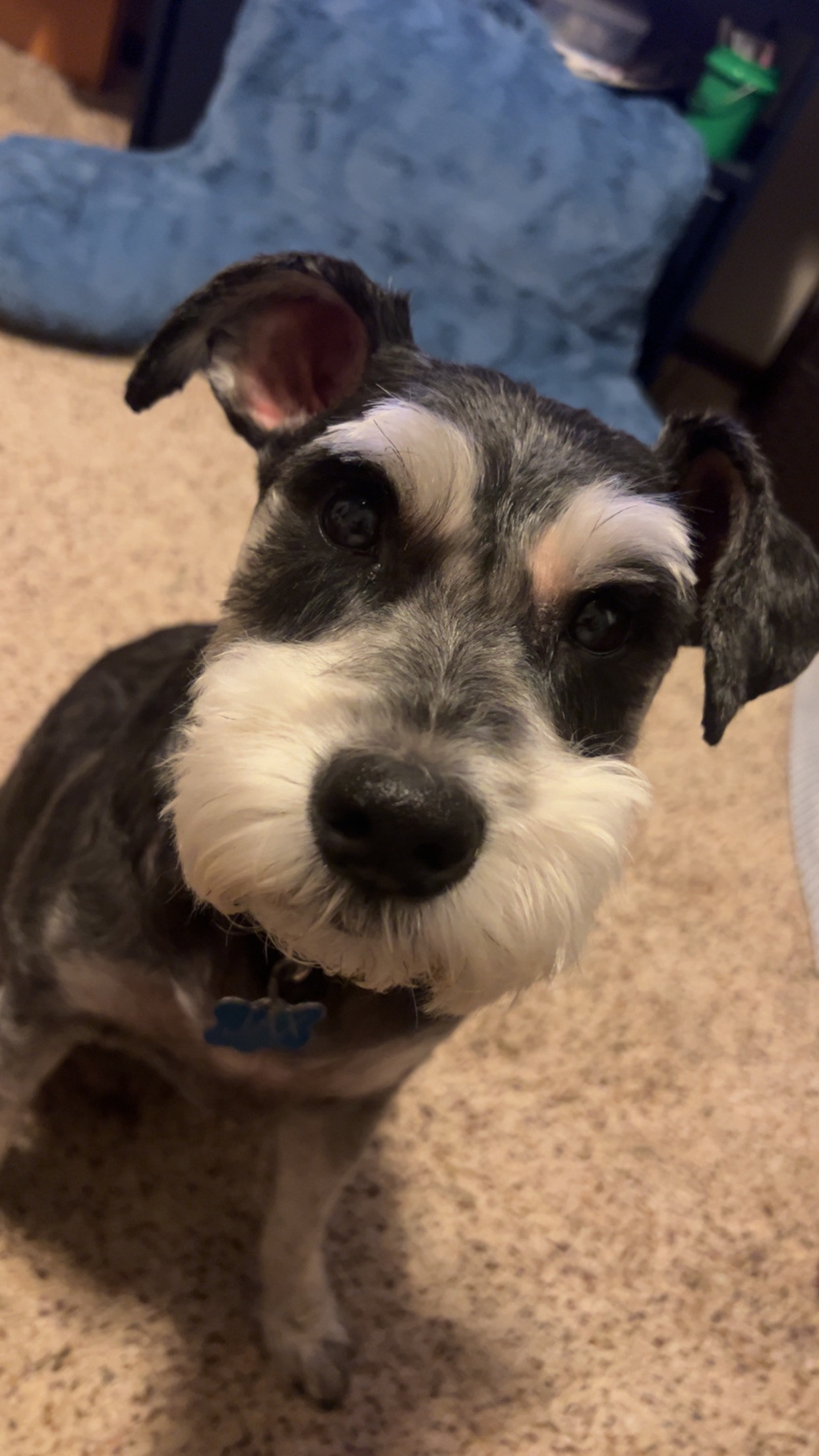 Keep Jax Healthy: Help Fund His Surgery campaign photo, 2 of 6