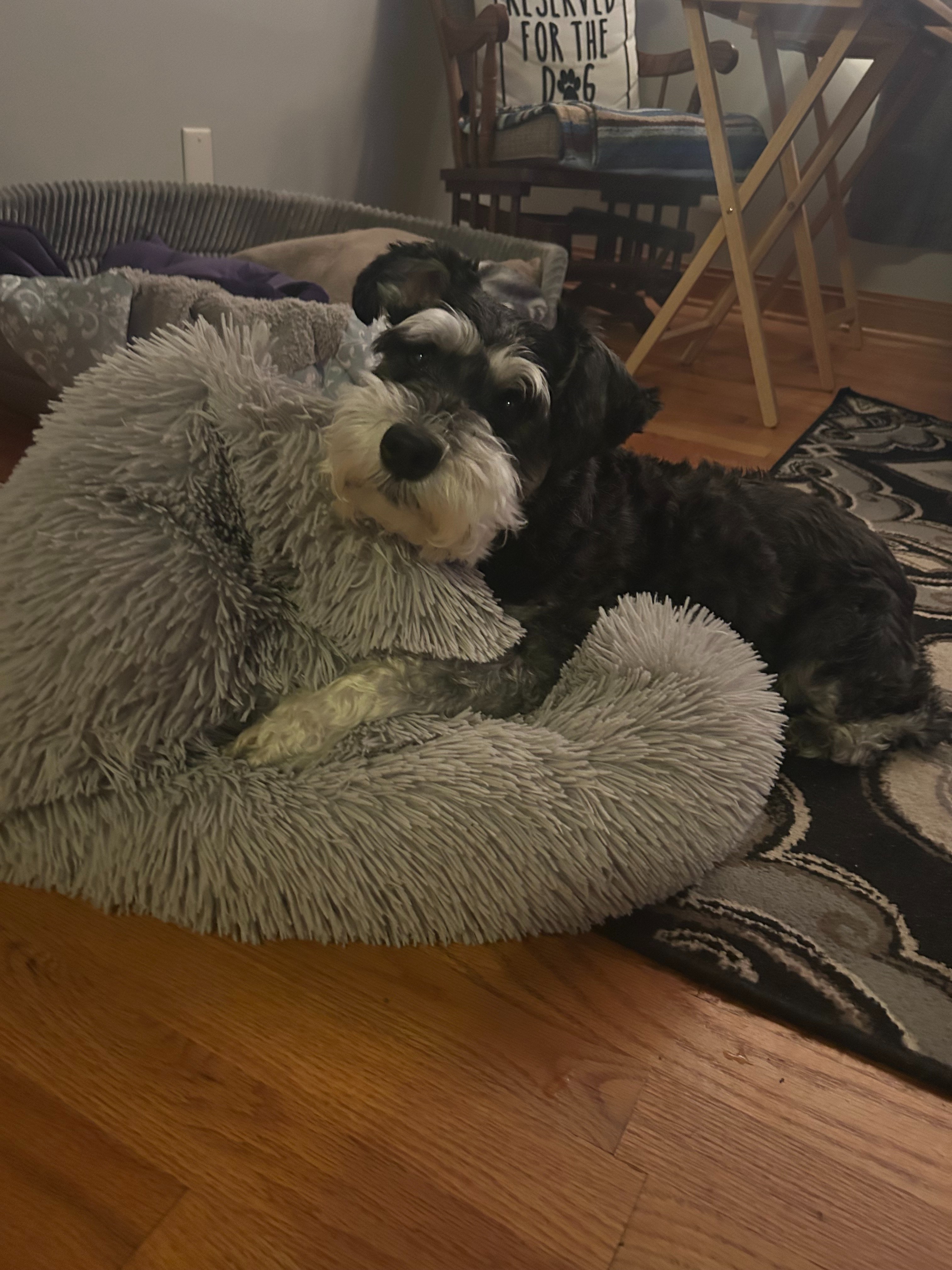 Keep Jax Healthy: Help Fund His Surgery campaign photo, 4 of 6