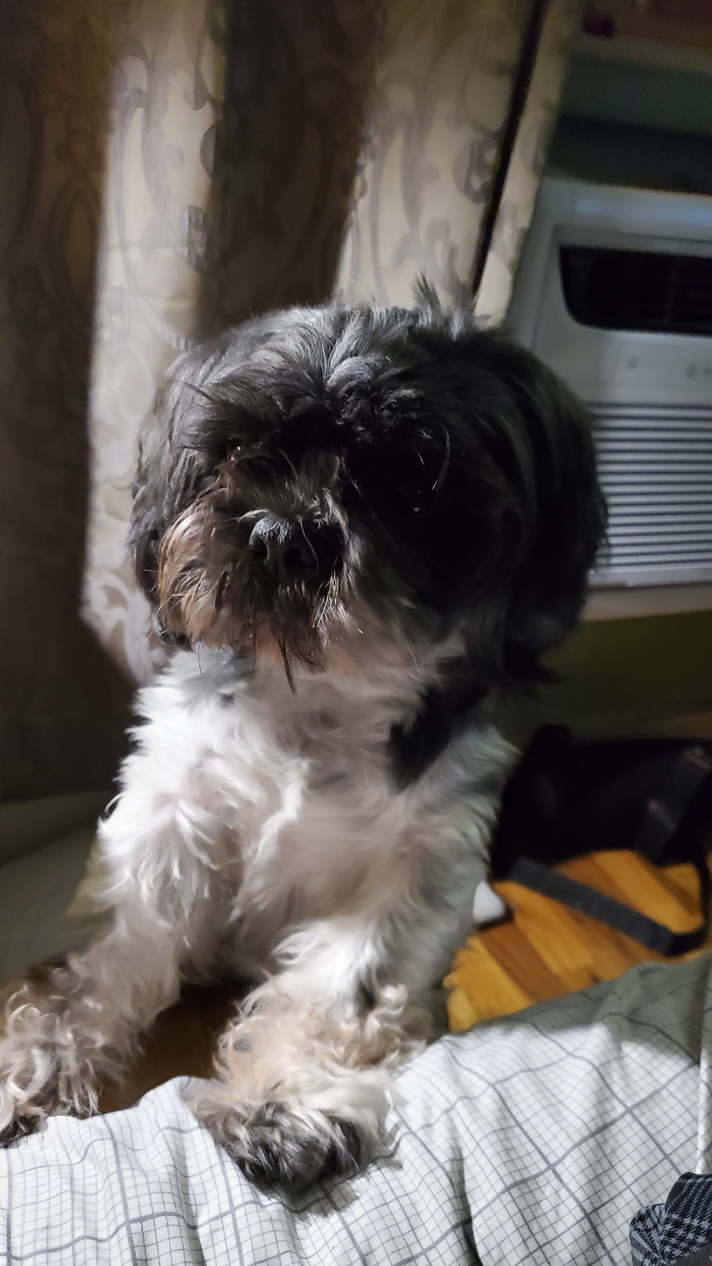 Help Tiger Get Life-Saving Surgery campaign photo, 4 of 7