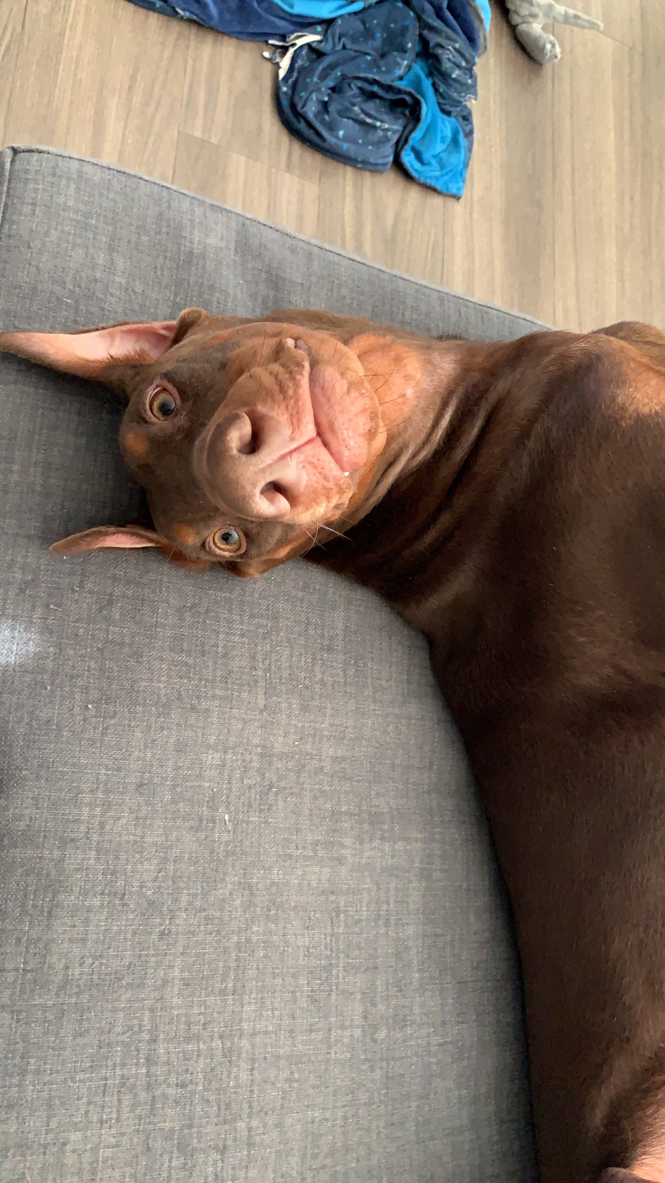 Help Gunner Get Life-Saving Surgery campaign photo, 7 of 8