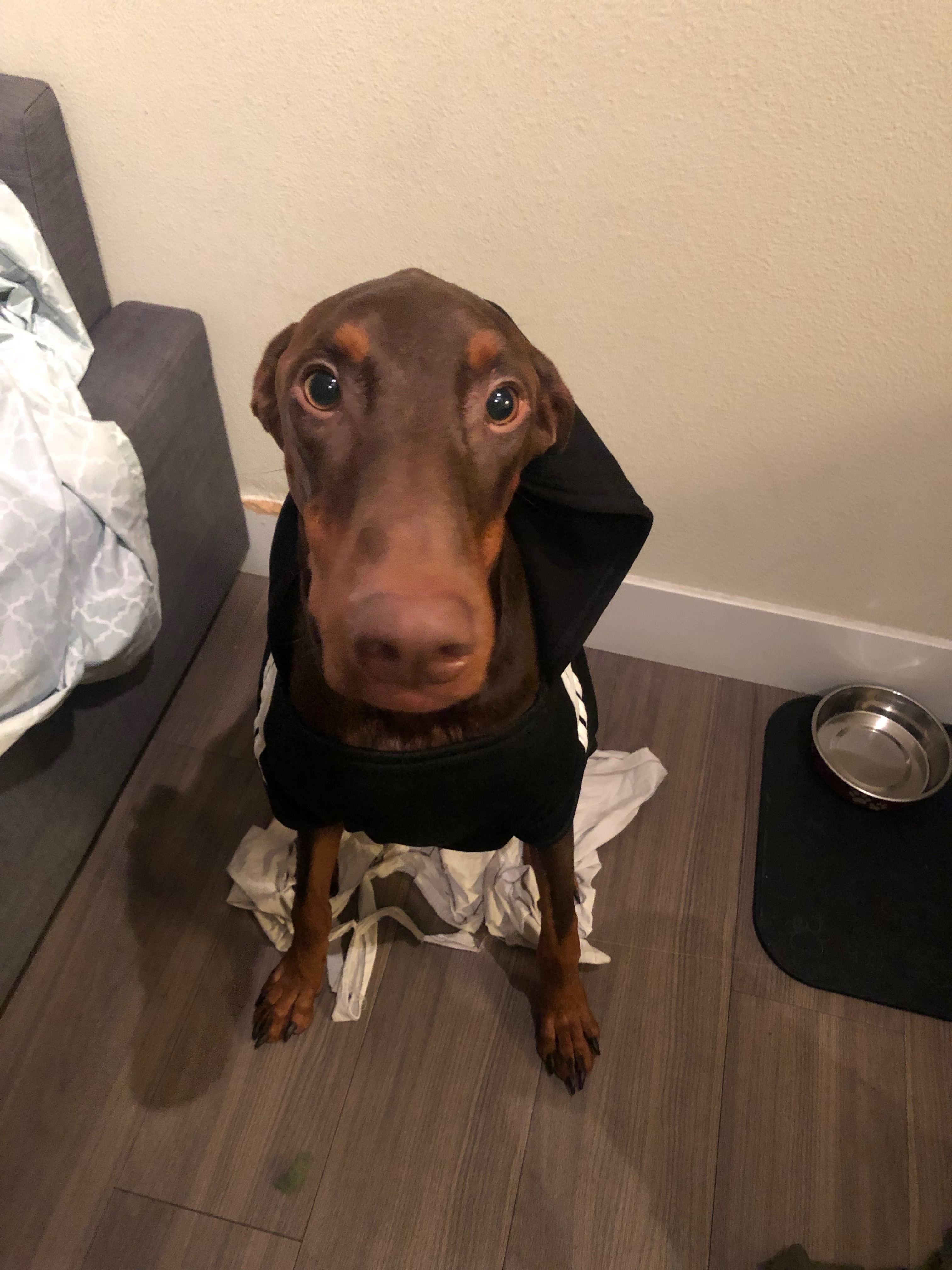 Help Gunner Get Life-Saving Surgery campaign photo, 2 of 8