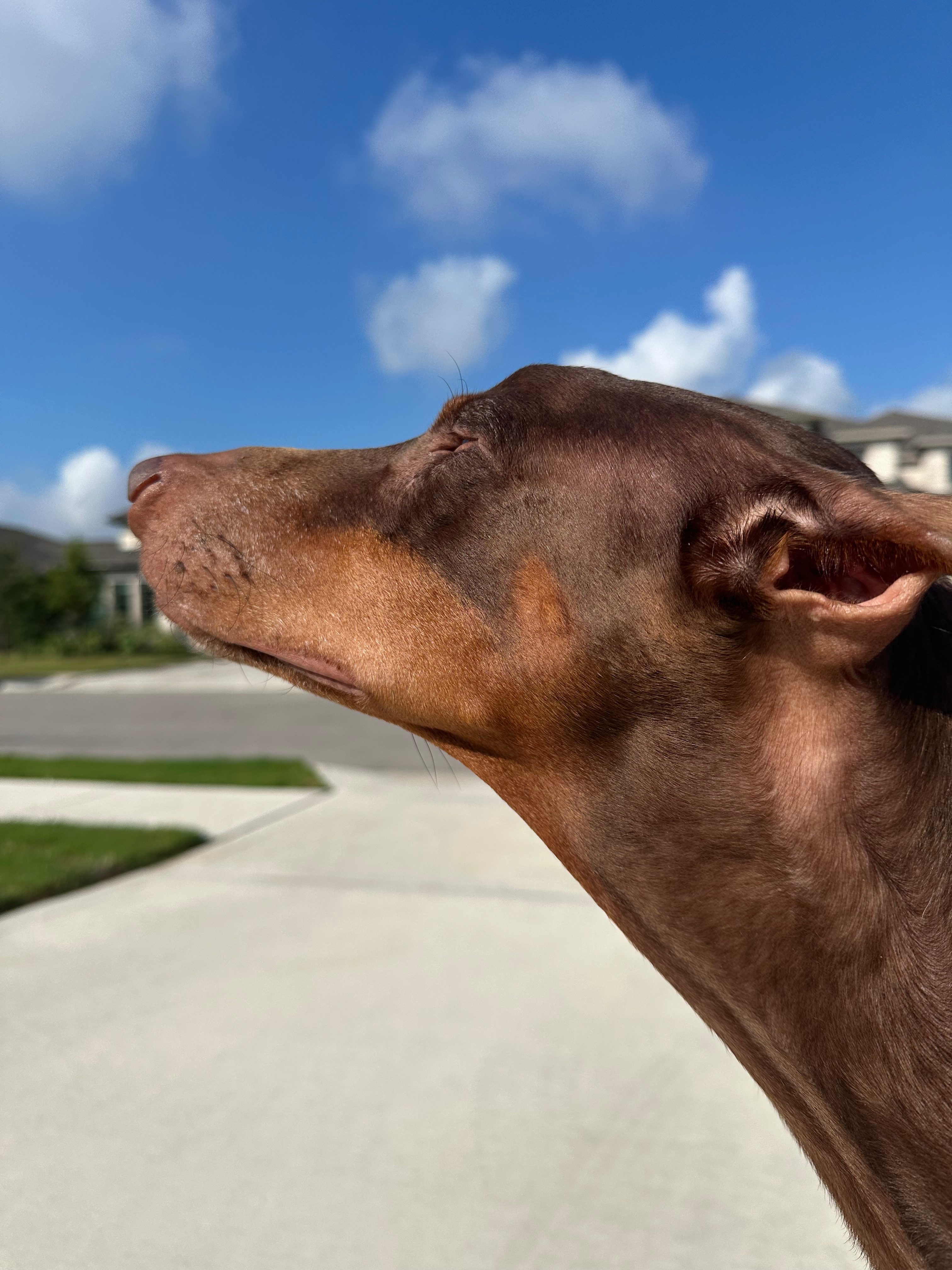 Help Gunner Get Life-Saving Surgery campaign photo, 4 of 8