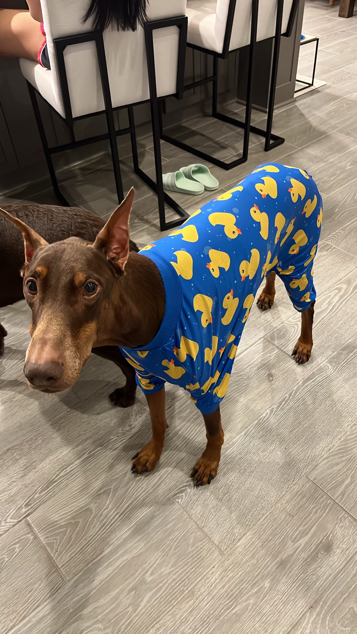 Help Gunner Get Life-Saving Surgery campaign photo, 5 of 8