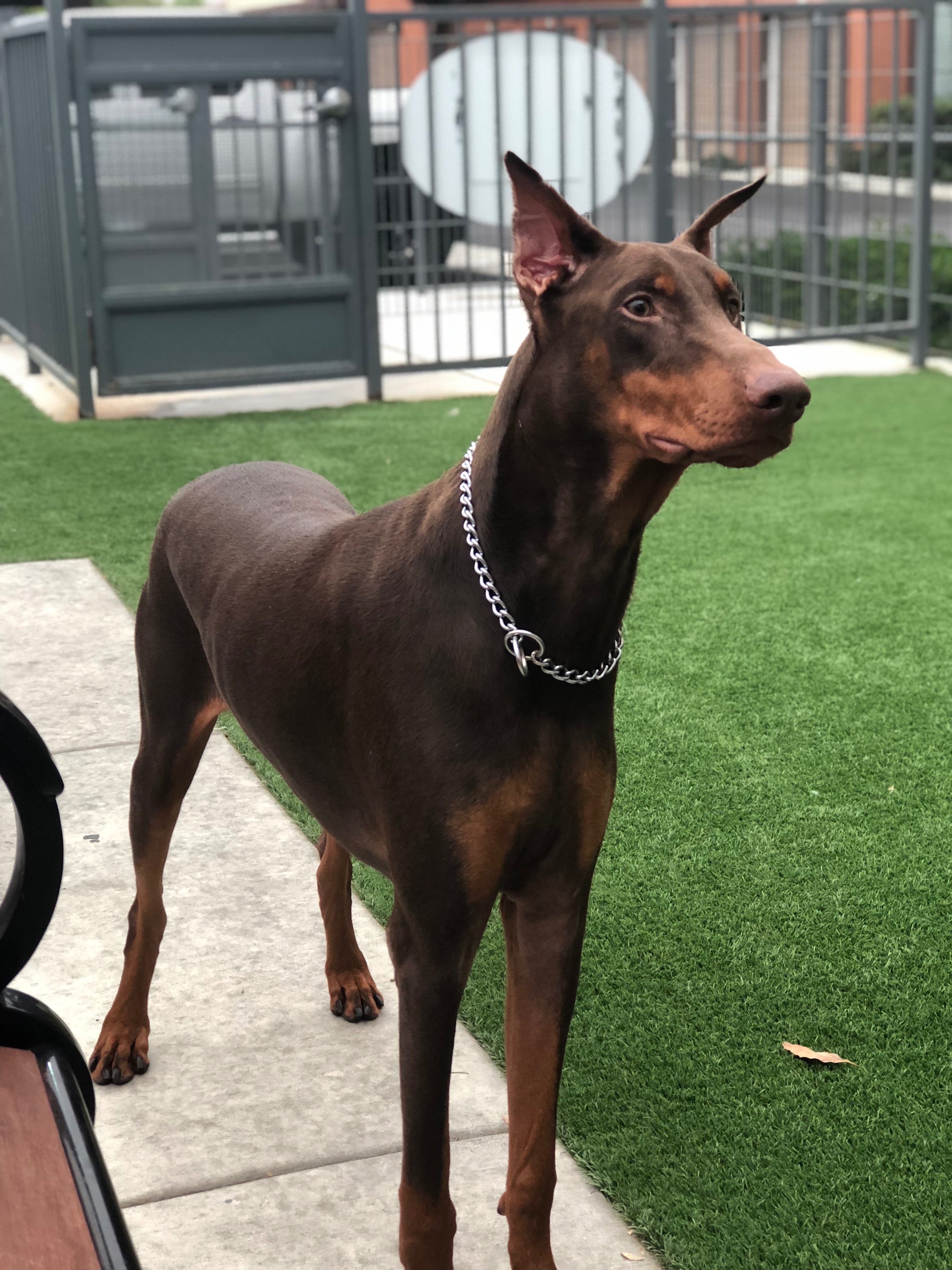 Help Gunner Get Life-Saving Surgery campaign photo, 6 of 8
