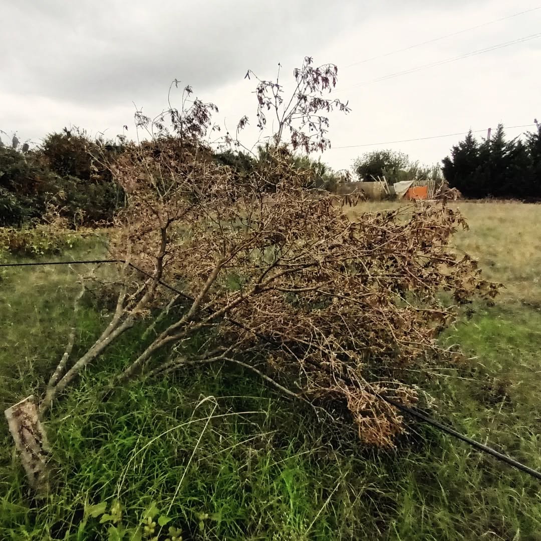 Foto della campagna Gli ulivi colpiti dalla mafia per punire una voce libera, 5 di 8