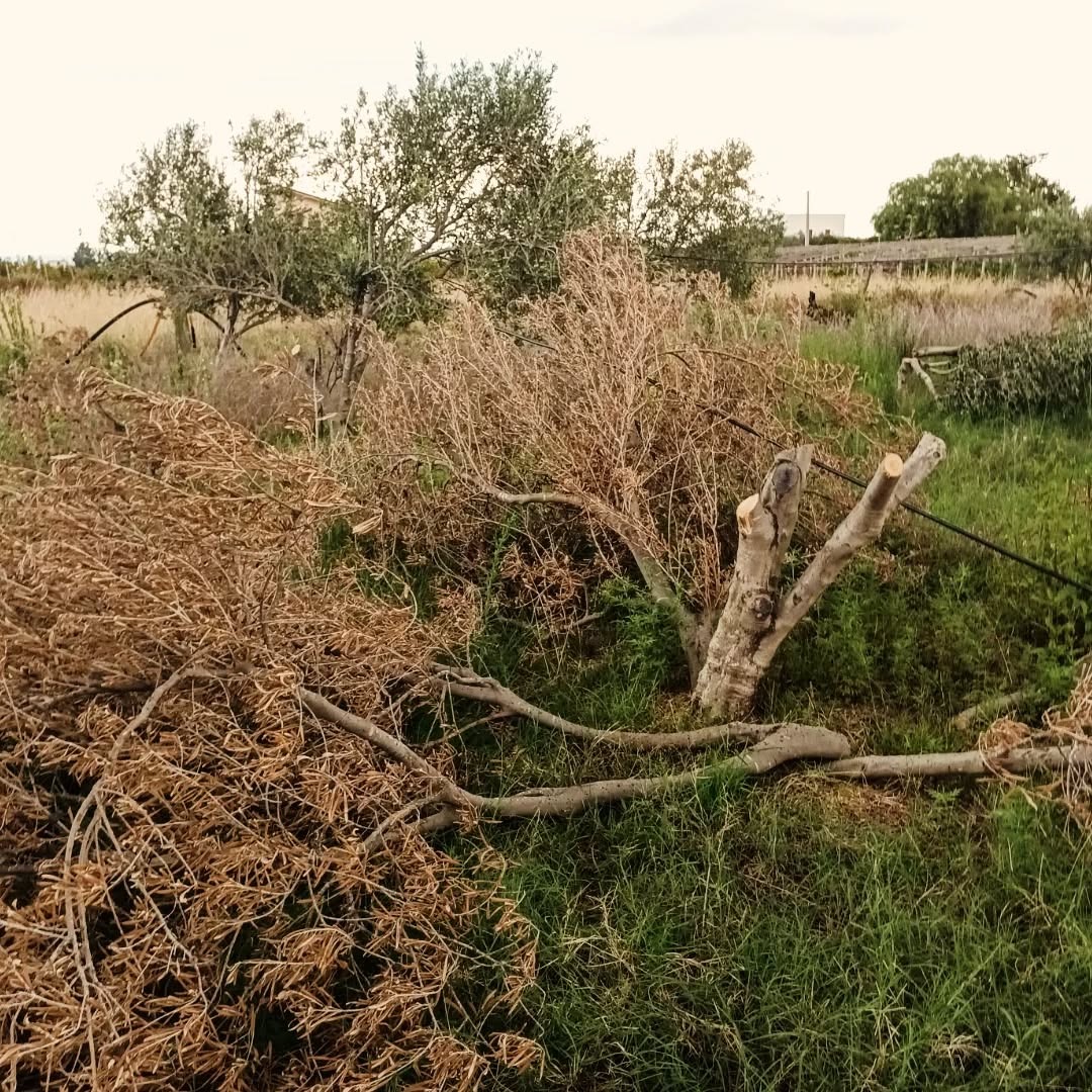 Foto della campagna Gli ulivi colpiti dalla mafia per punire una voce libera, 6 di 8