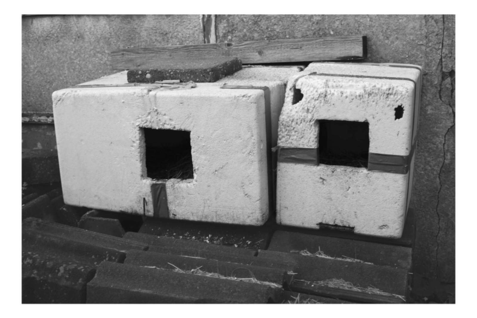 Help Fatima zwerfkatten warm en veilig door de winter krijge campaign photo, 2 of 4