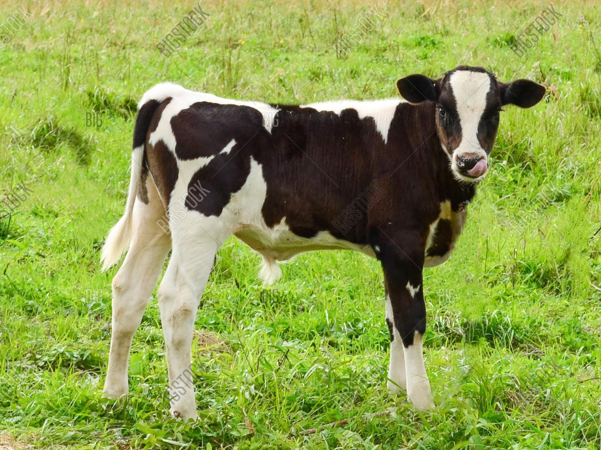 Help me get my first Steer to show at the Fair! campaign photo, 2 of 4