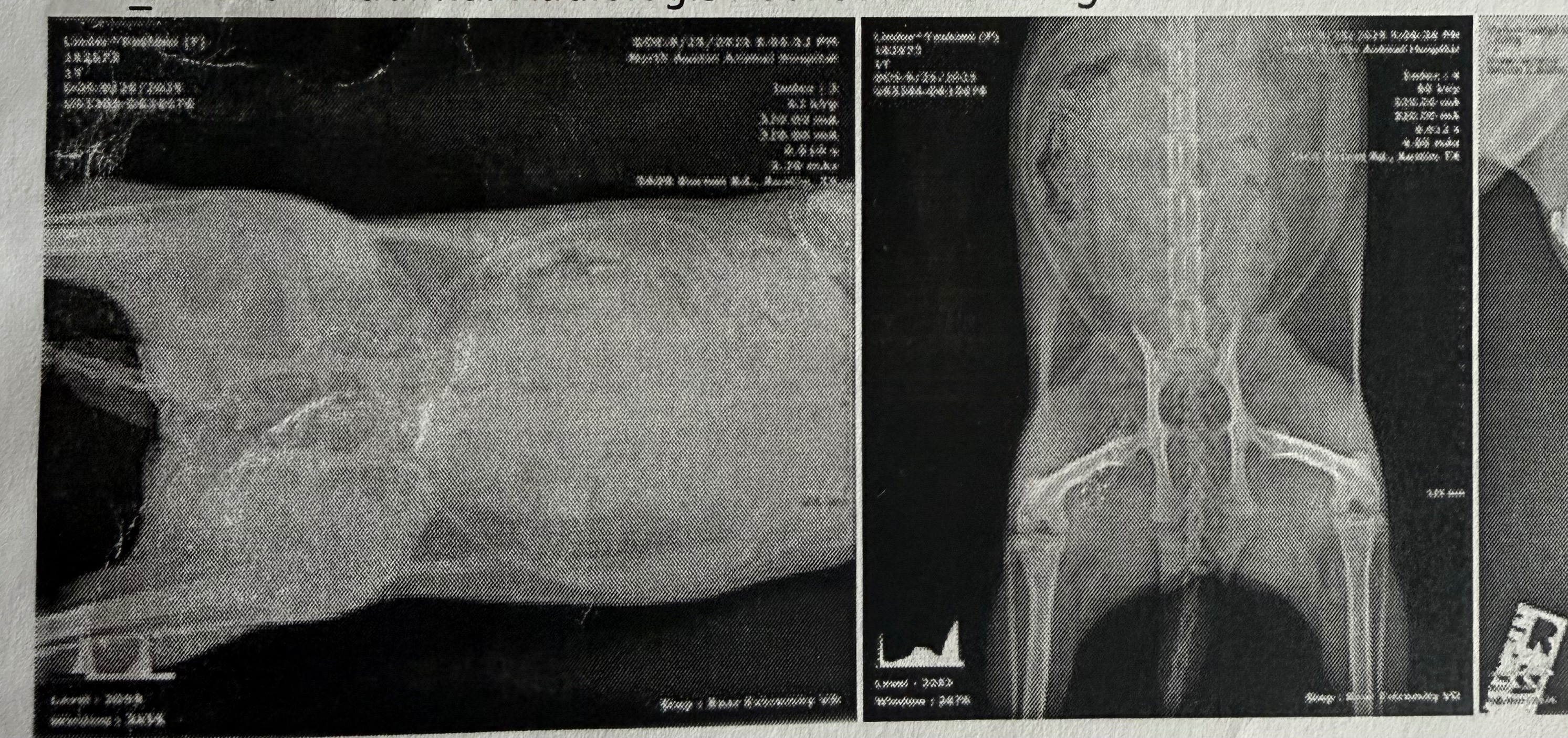 help Yoshimi get surgery so she can keep her leg! campaign photo, 4 of 7