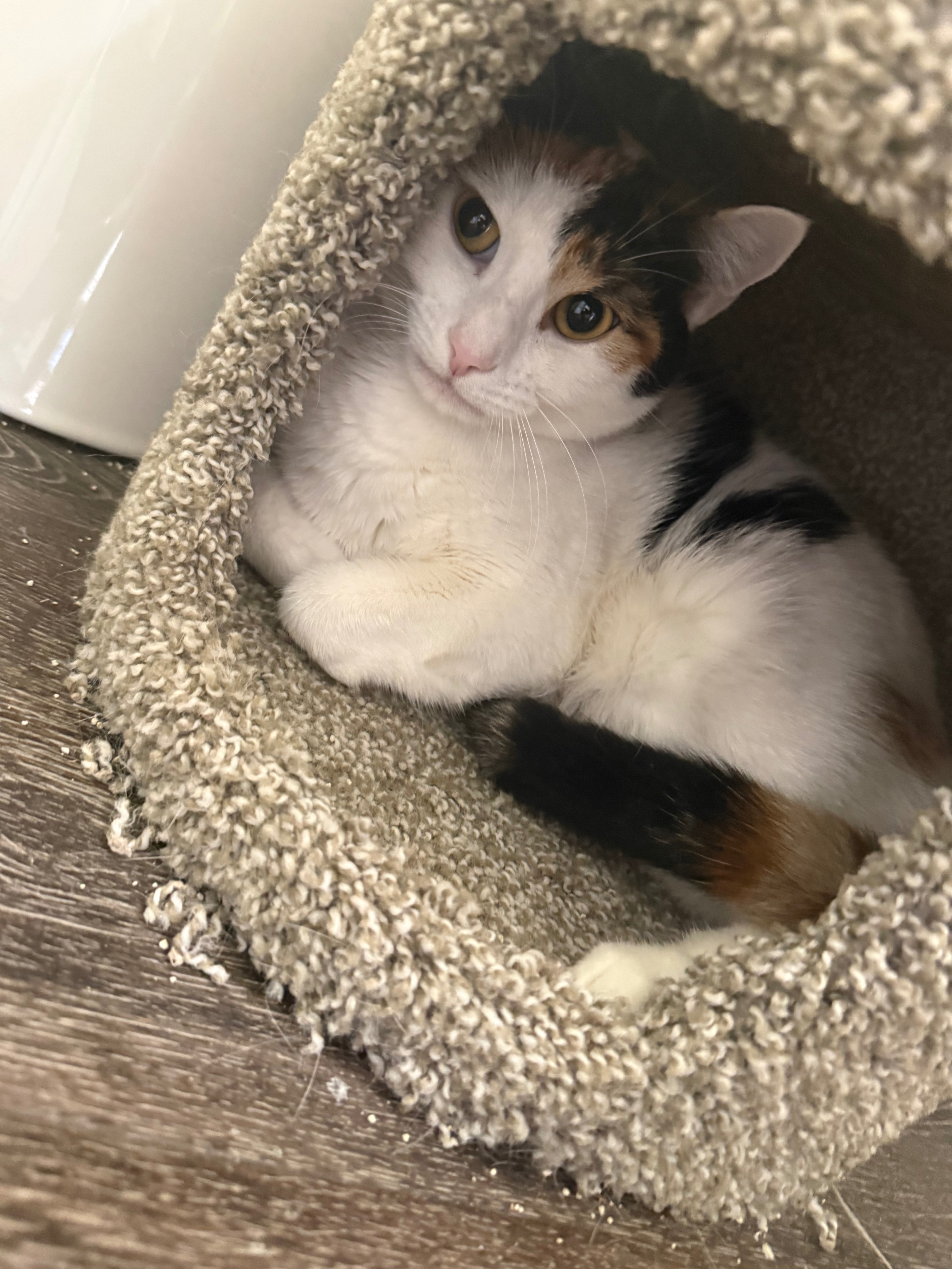 help Yoshimi get surgery so she can keep her leg! campaign photo, 5 of 7