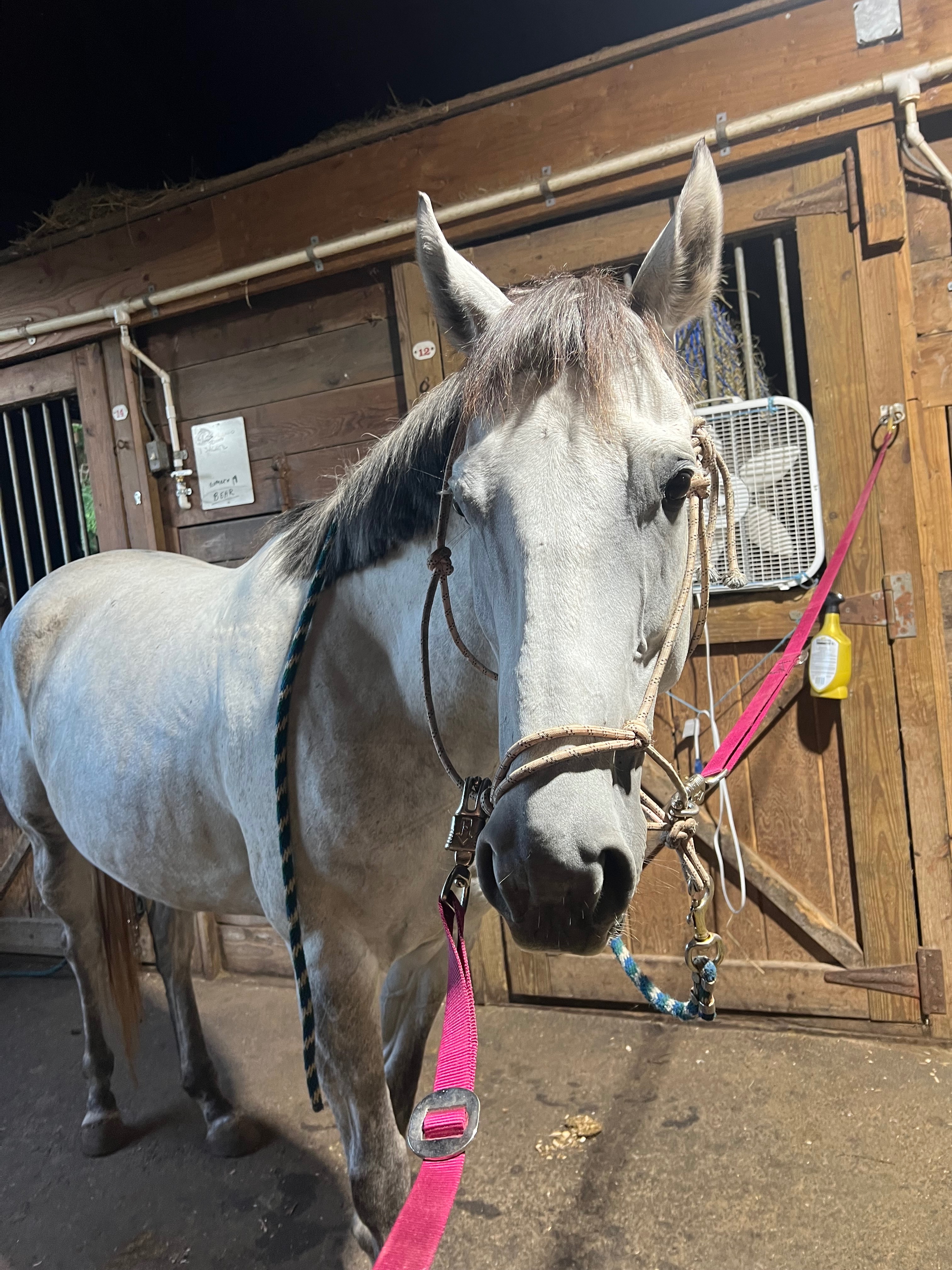 Support Missy's Ulcer Treatment campaign photo, 5 of 6