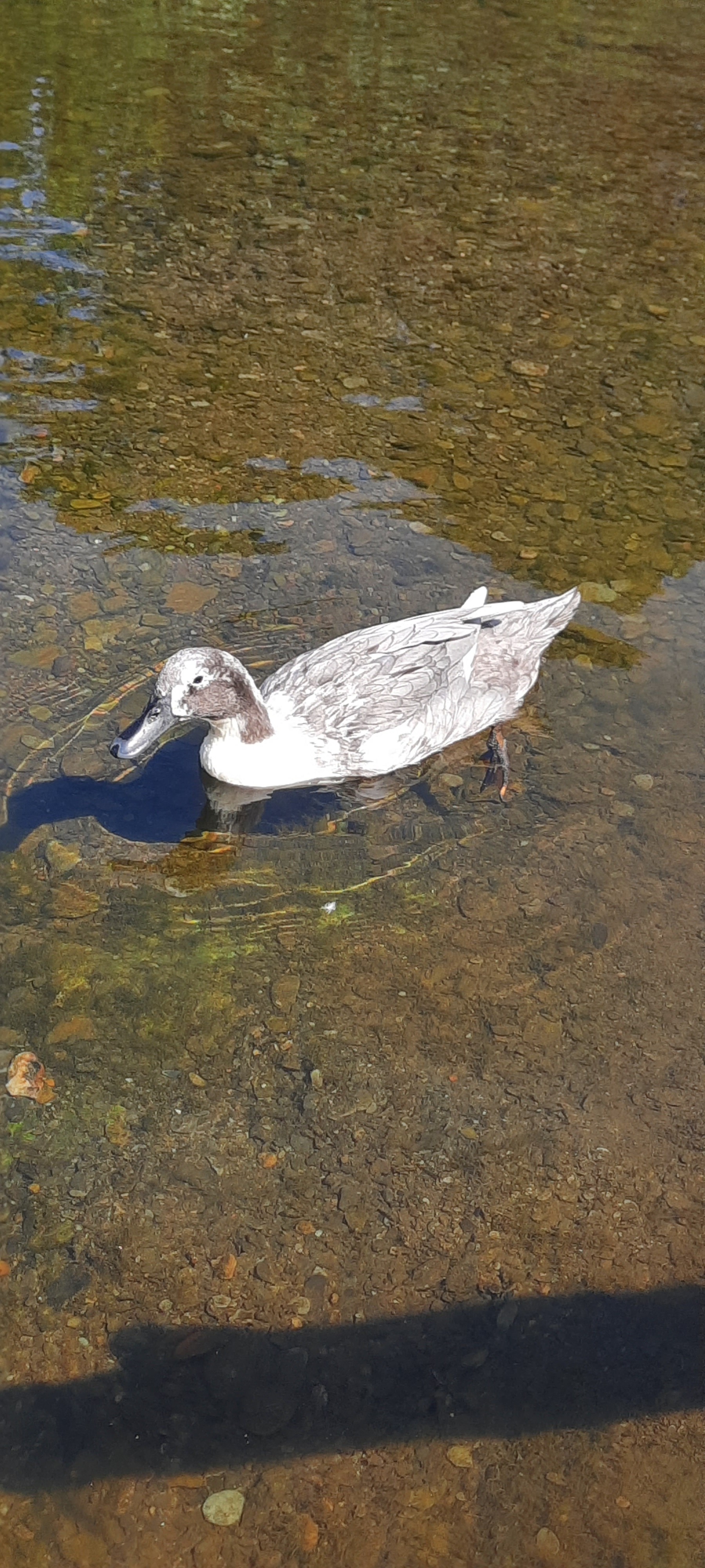 Fundraiser by Rebecca Oliphant : Support Captain Quackers' Urgent Surgery