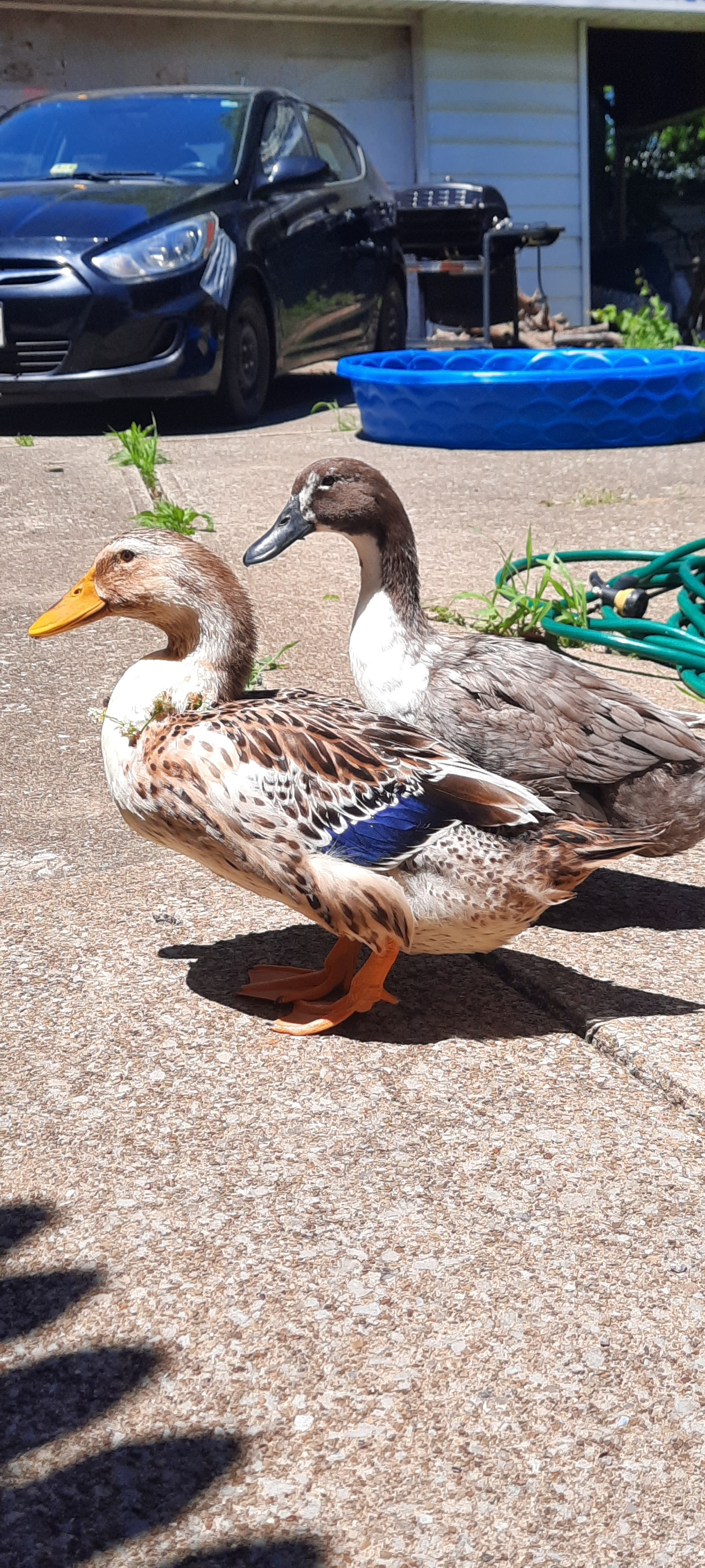 Fundraiser by Rebecca Oliphant : Support Captain Quackers' Urgent Surgery