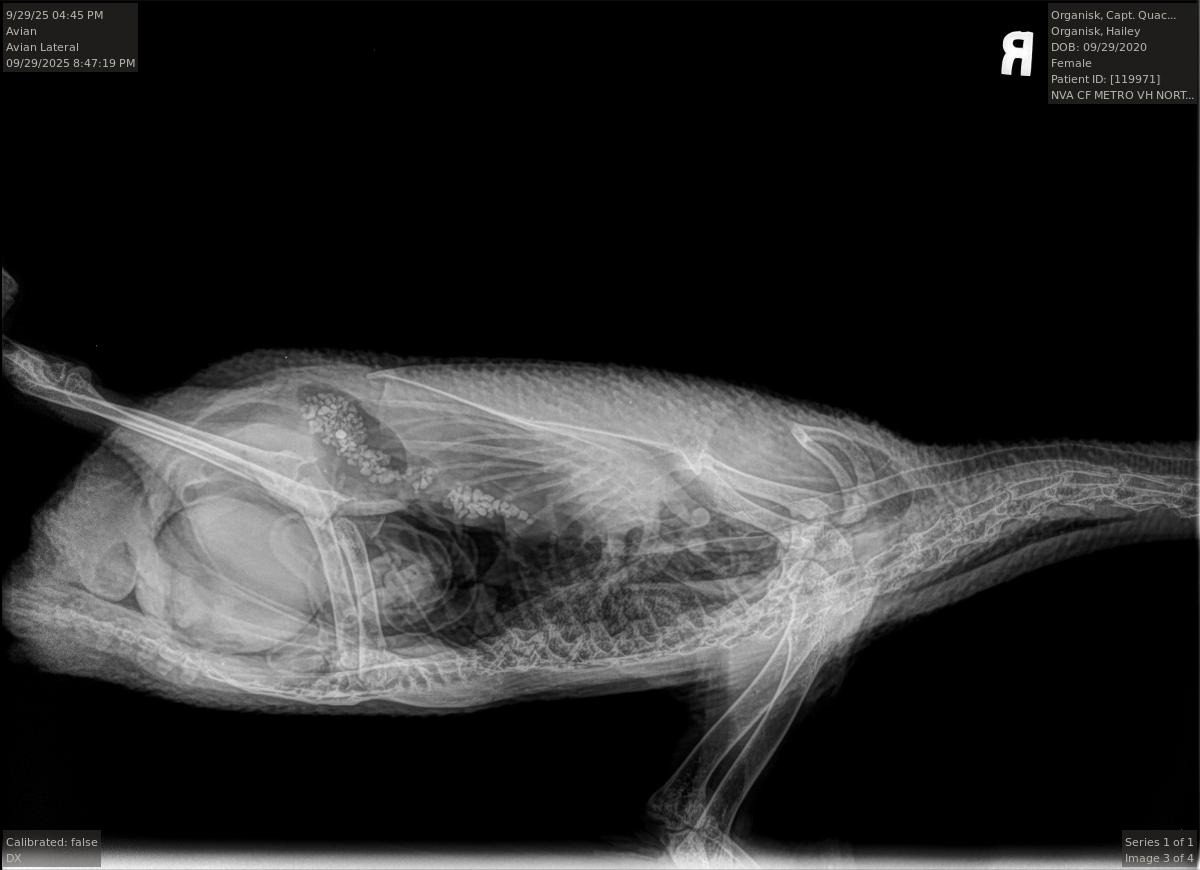 Fundraiser by Rebecca Oliphant : Support Captain Quackers' Urgent Surgery