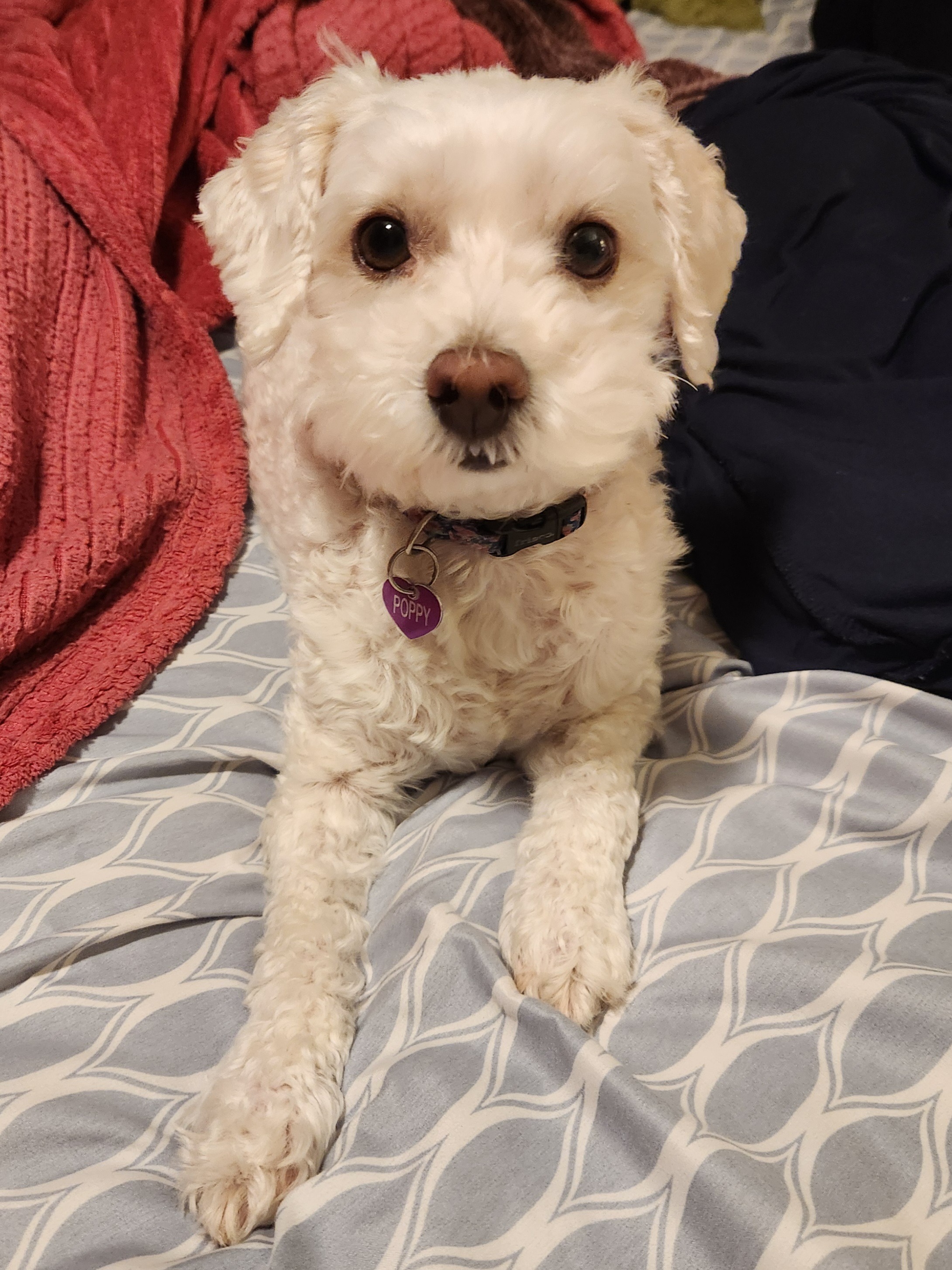 Poppy, the sweetest sock goblin campaign photo, 4 of 5