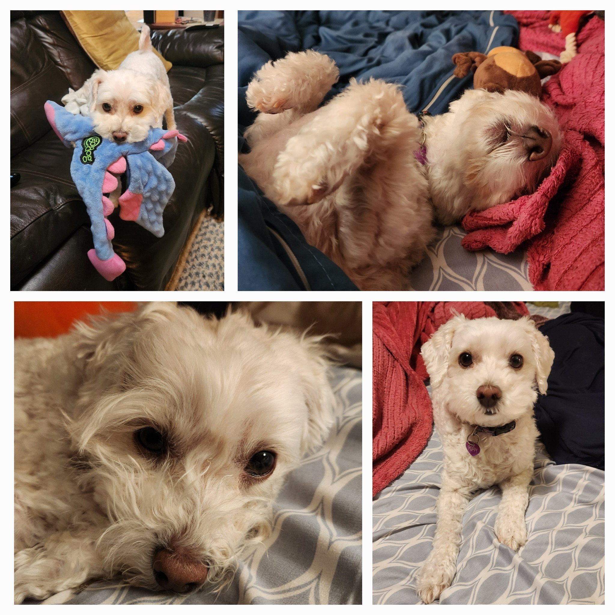 Poppy, the sweetest sock goblin campaign photo, 2 of 5