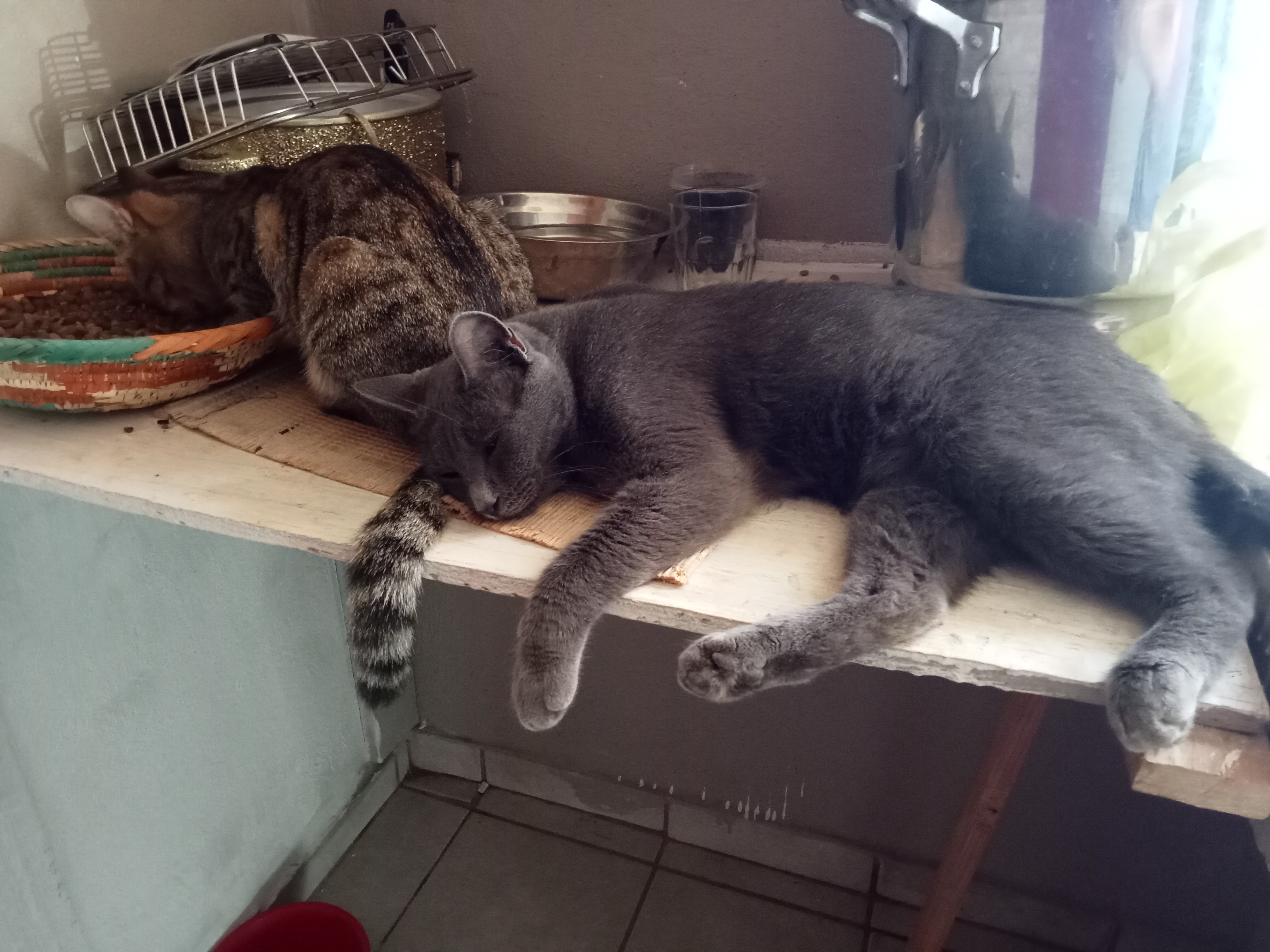 Refugio de perros y gatos callejeros. campaign photo, 4 of 7