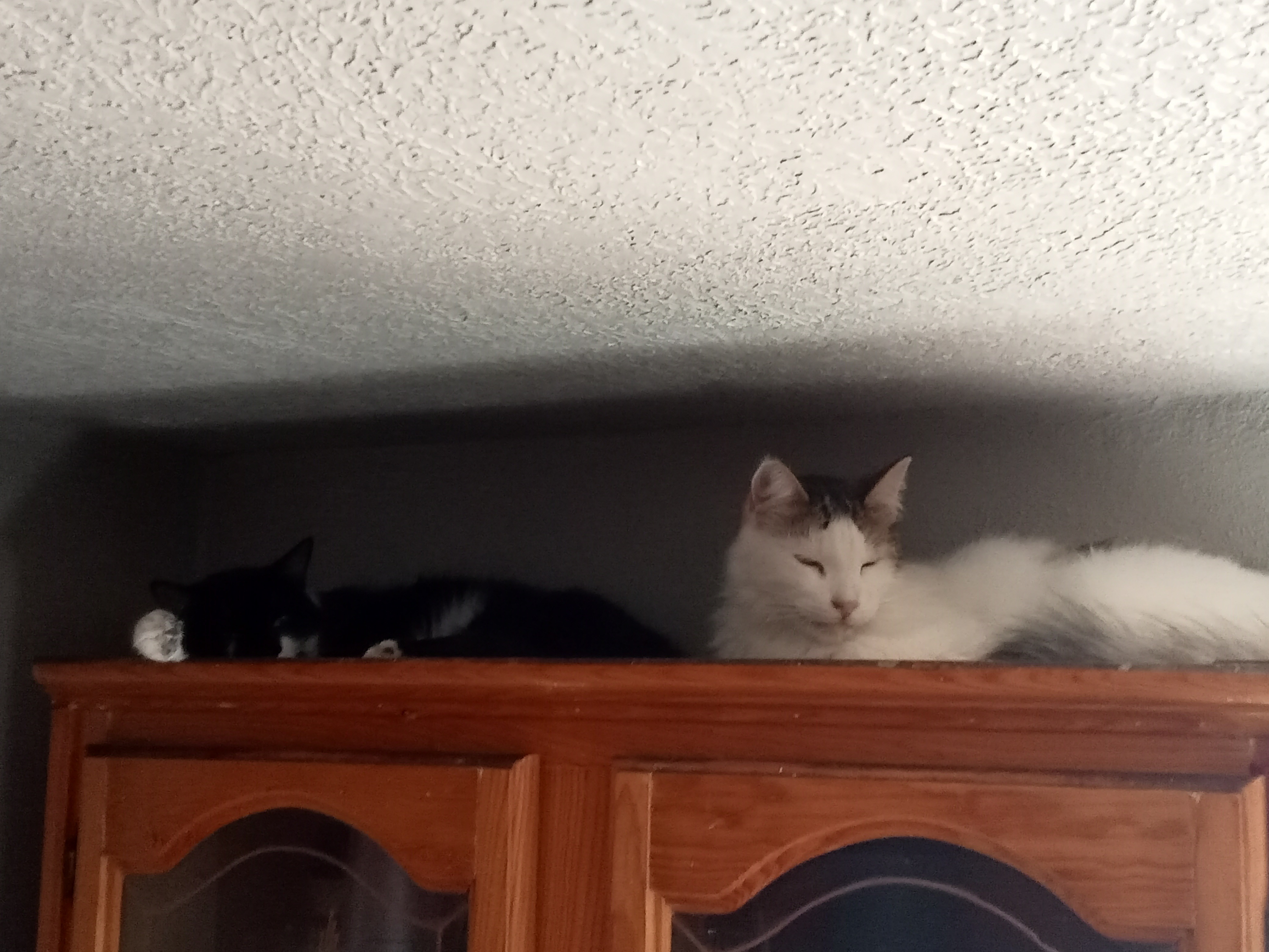 Refugio de perros y gatos callejeros. campaign photo, 5 of 7