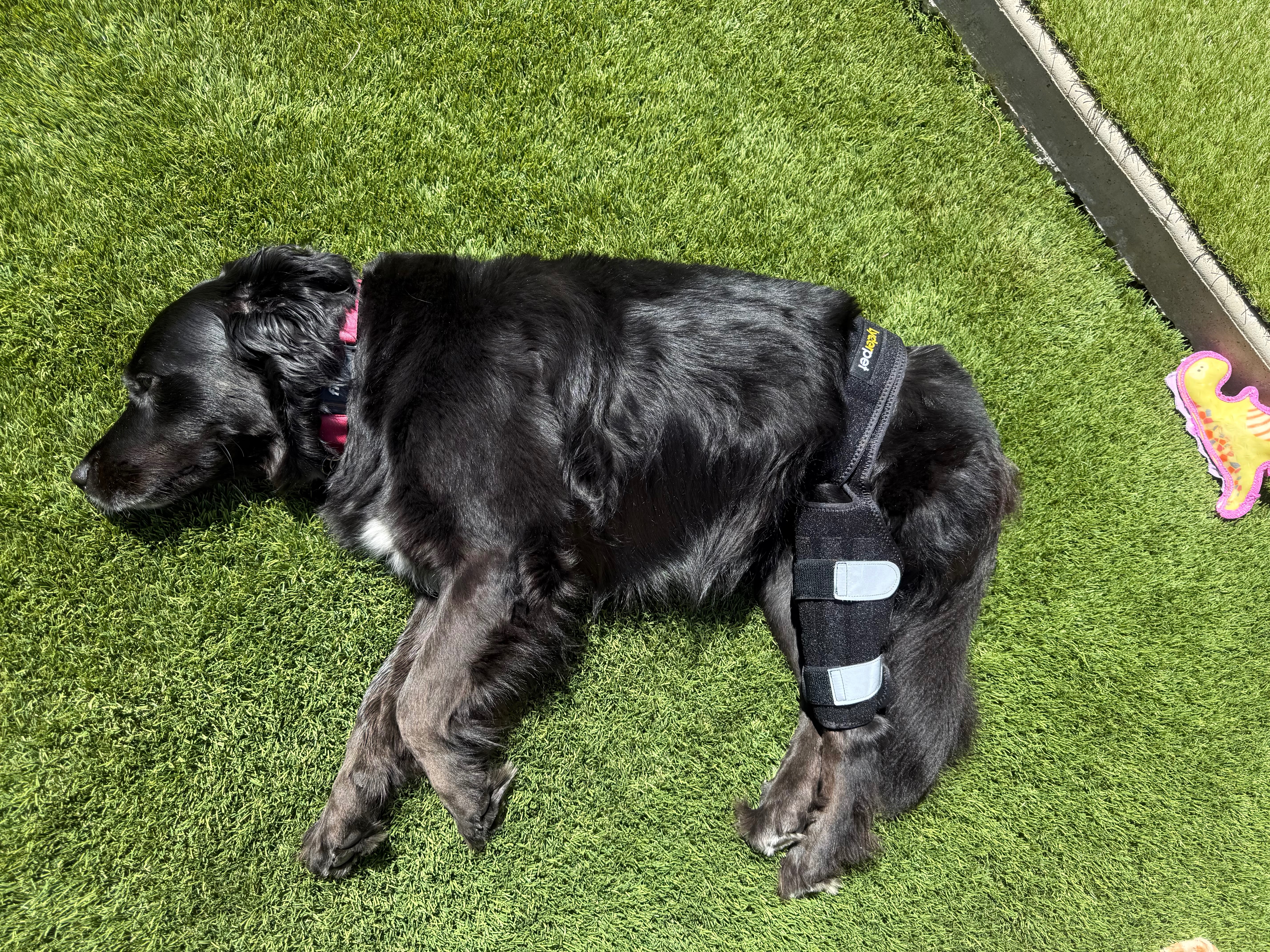 Help Mila Heal Her ACL campaign photo, 2 of 8