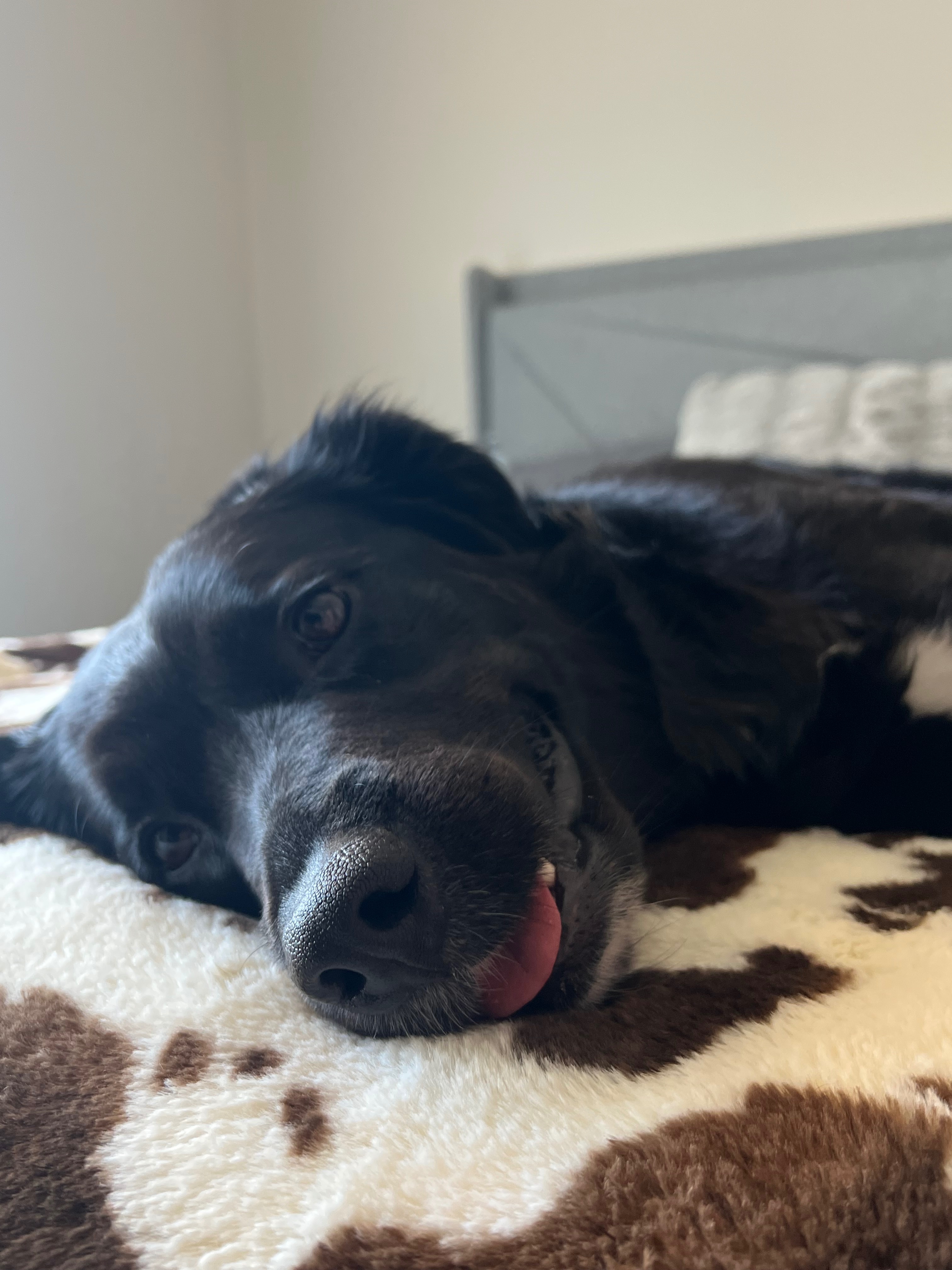 Help Mila Heal Her ACL campaign photo, 4 of 8