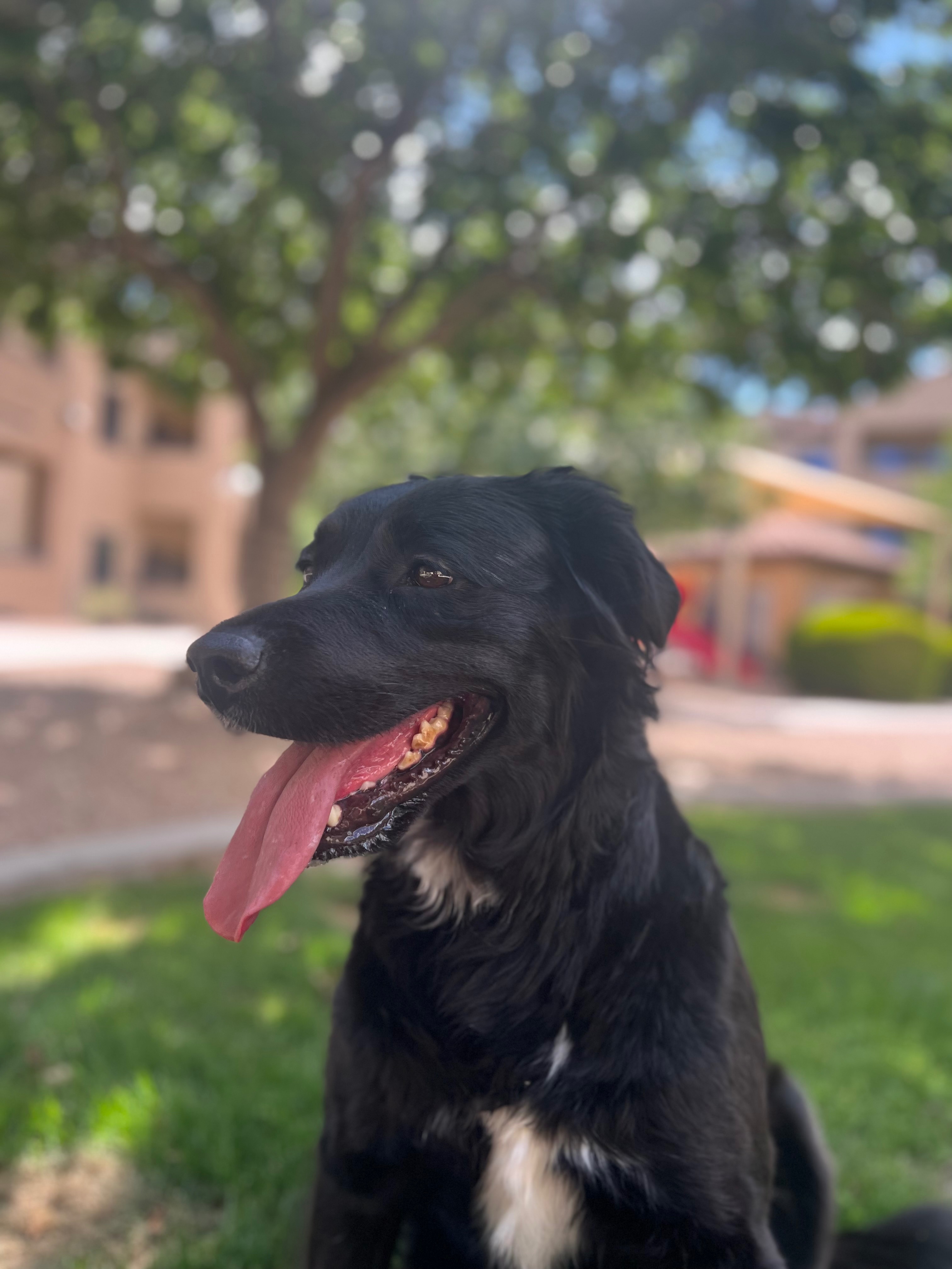 Help Mila Heal Her ACL campaign photo, 6 of 8