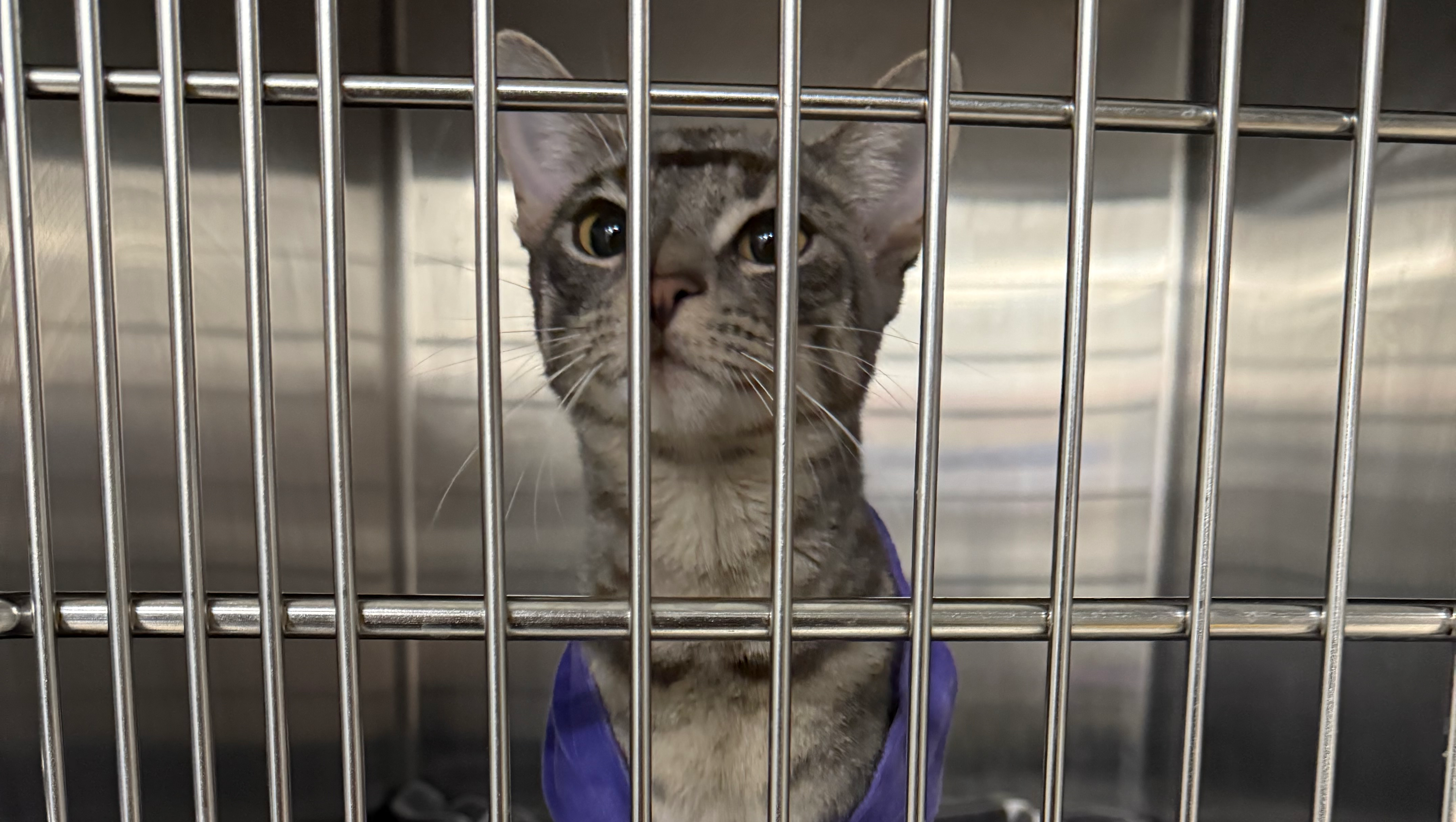 Urgent Surgery for Ava: Your Support Matters