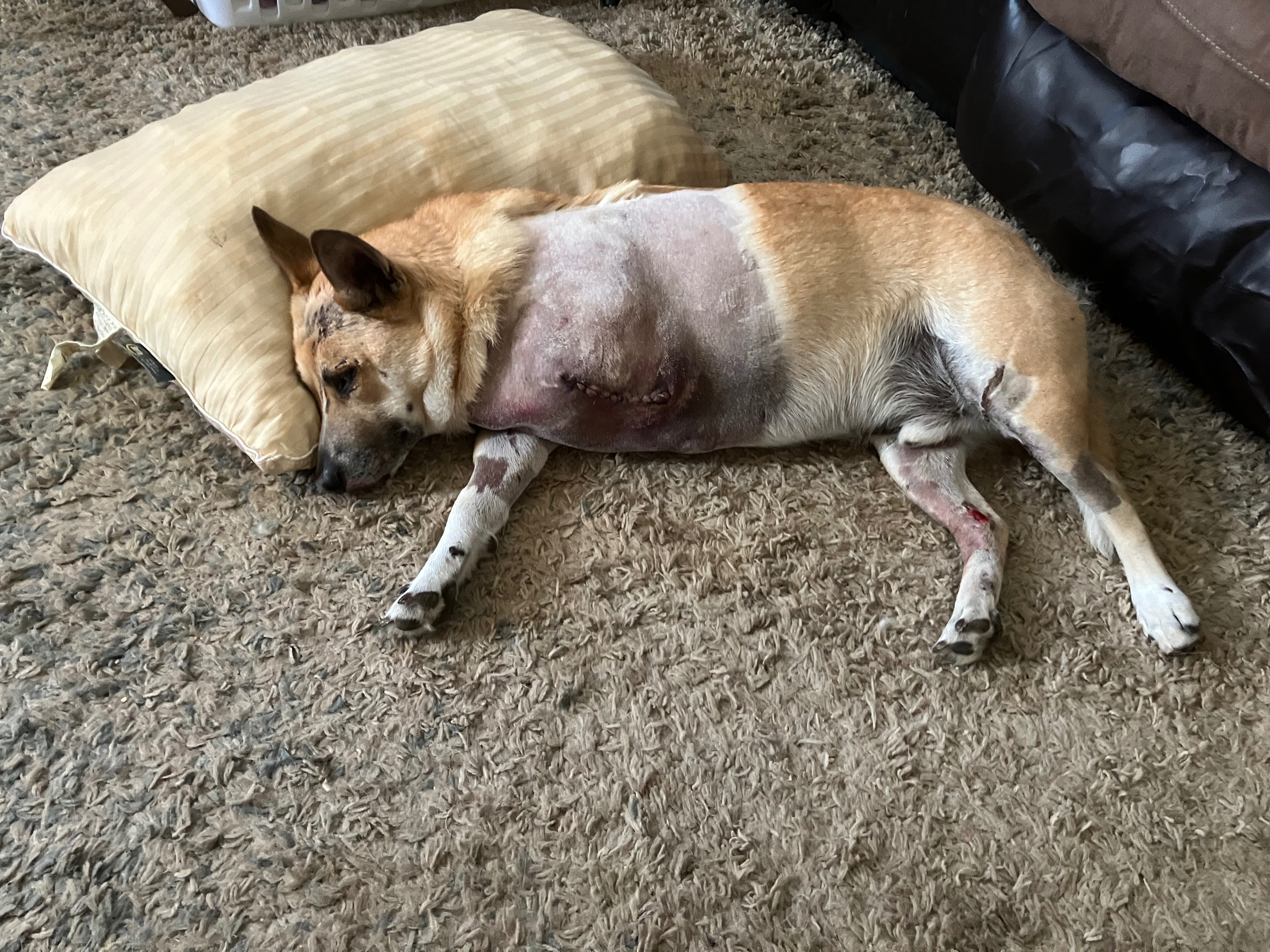 Max still needs help. campaign photo, 5 of 8