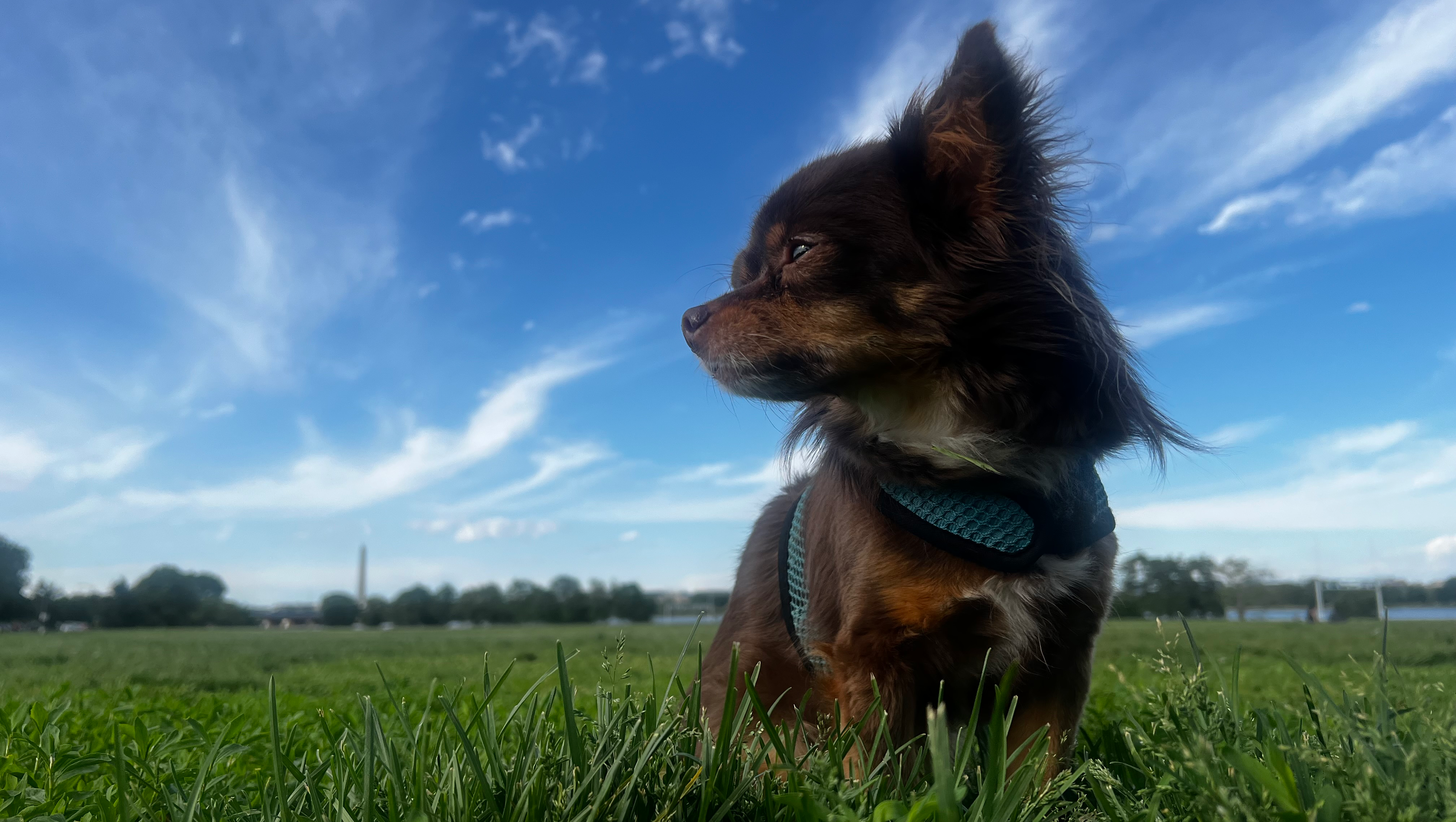 Brownie Needs a Little Help! photo