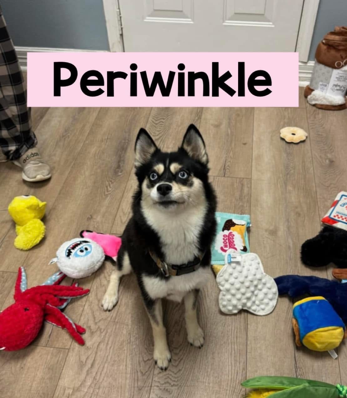 Help Periwinkle recover campaign photo, 5 of 5