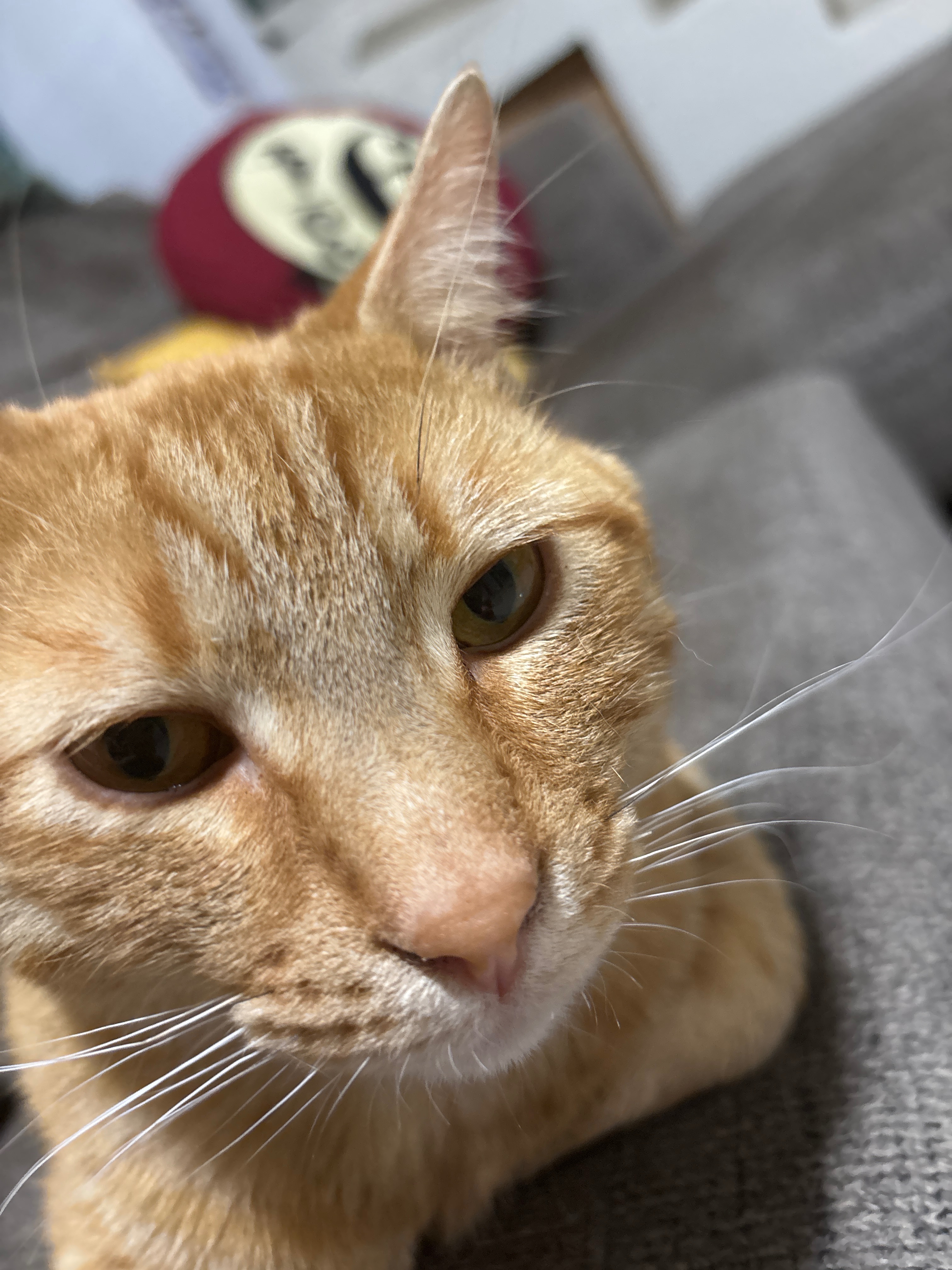 Please help us! Help my baby cat campaign photo, 5 of 7