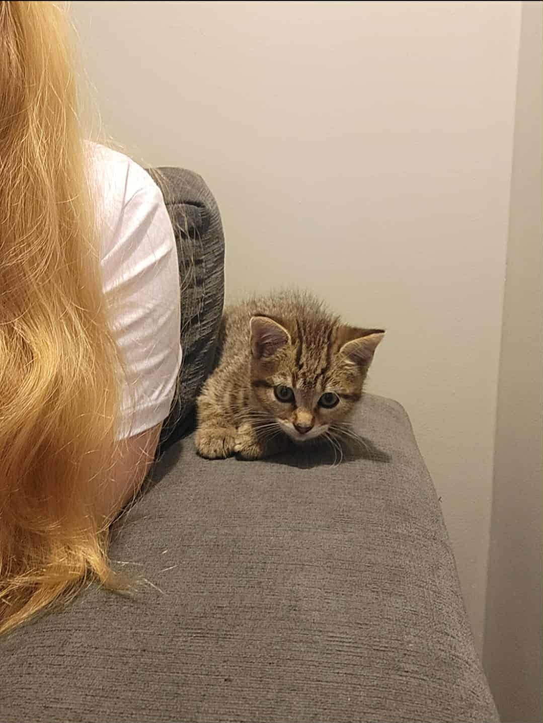 Help Gus the Kitten Get Feline Leukemia and FIV Testing campaign photo, 2 of 8