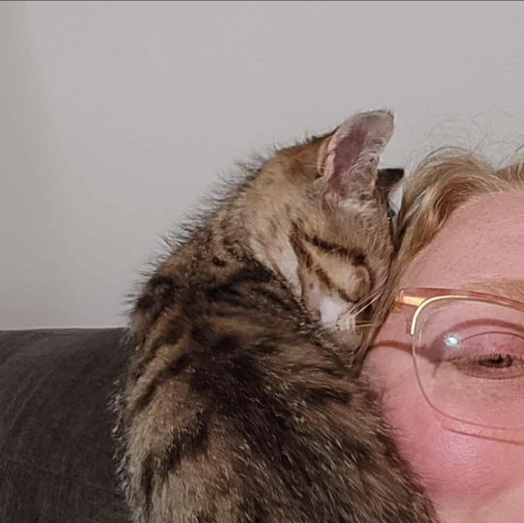 Help Gus the Kitten Get Feline Leukemia and FIV Testing campaign photo, 4 of 8