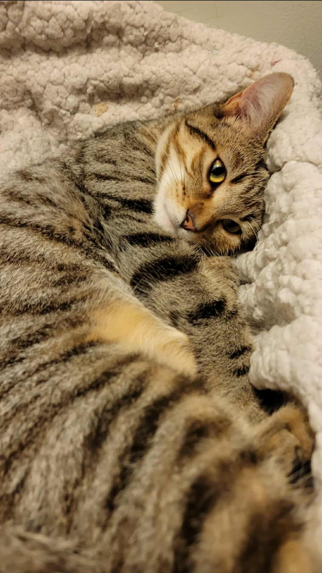 Help Gus the Kitten Get Feline Leukemia and FIV Testing campaign photo, 5 of 8