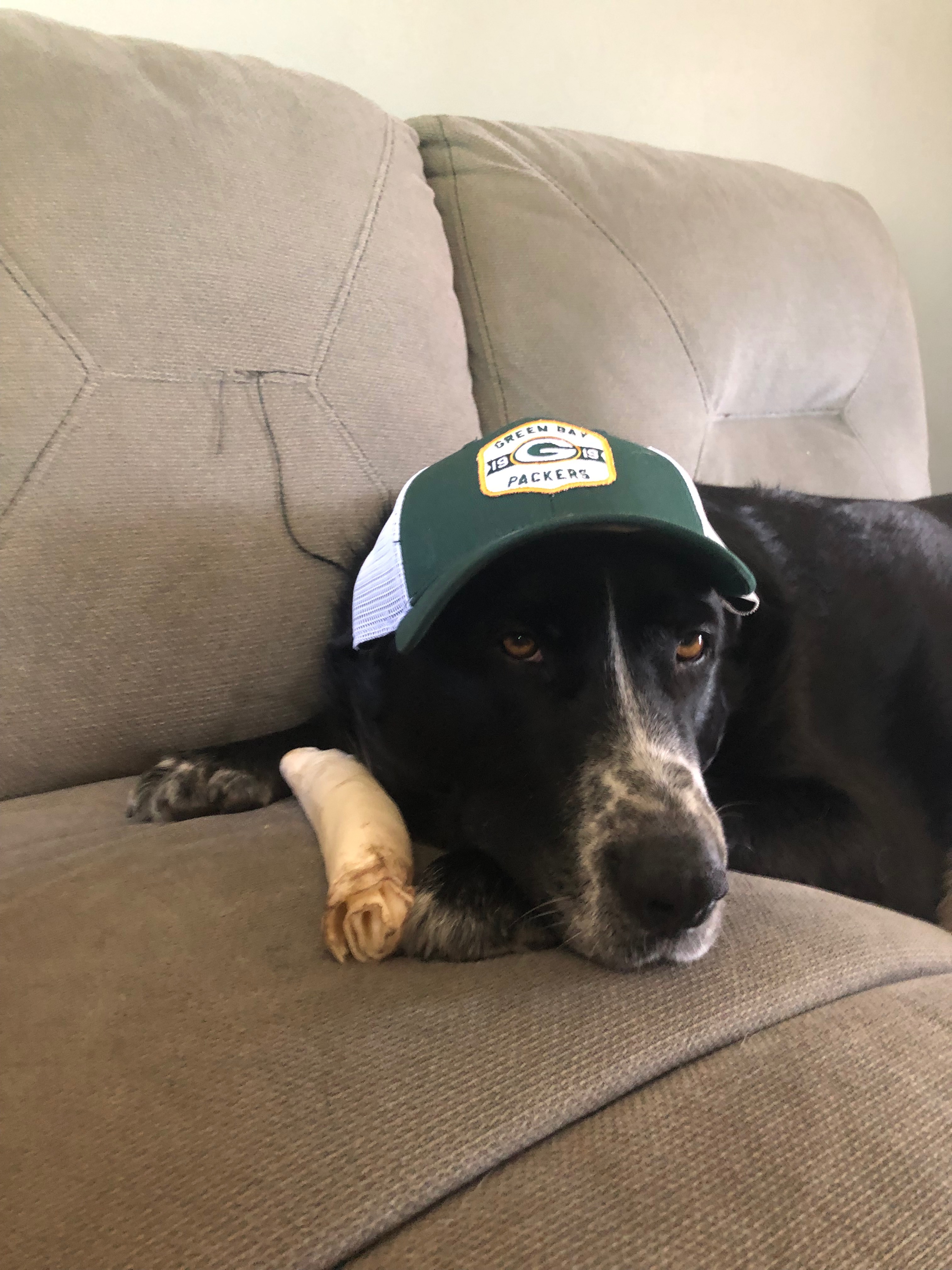 Help Skipper get back on his paws! campaign photo, 2 of 8
