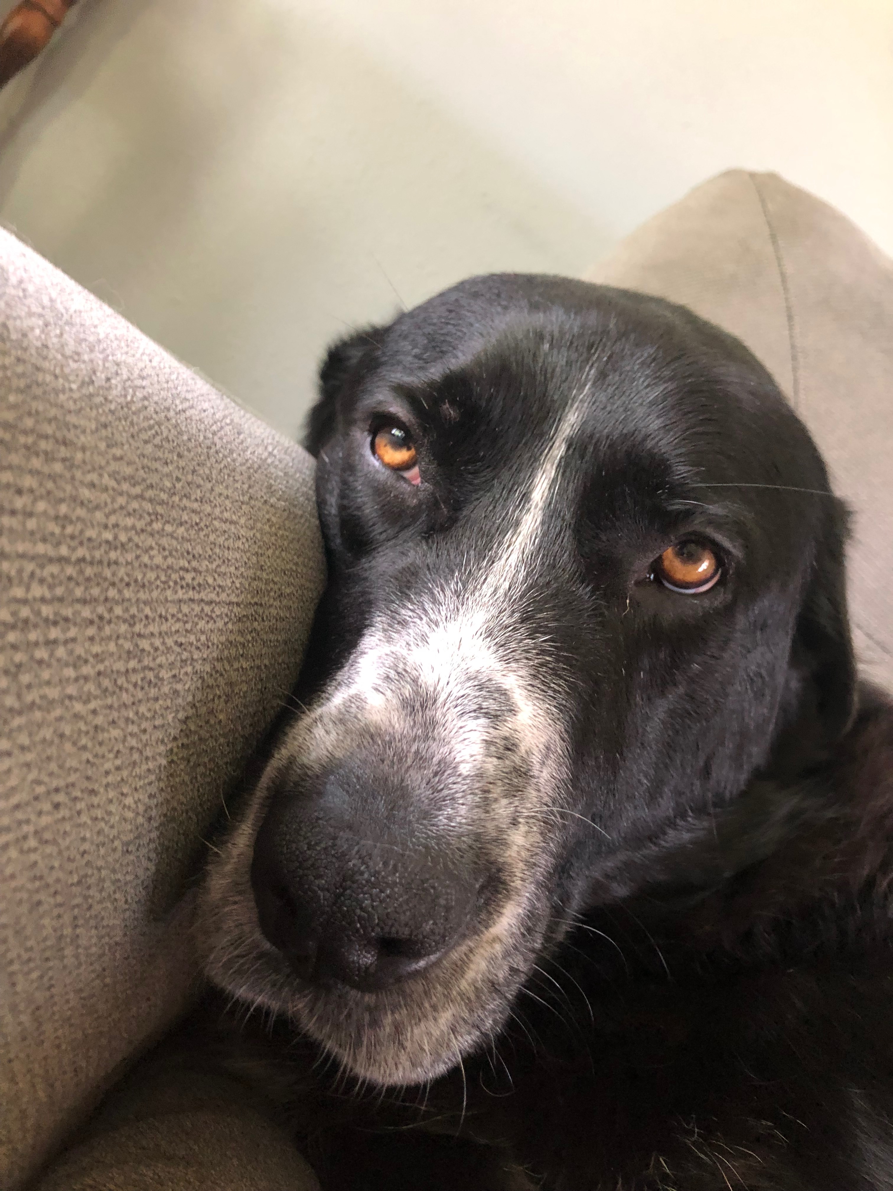 Help Skipper get back on his paws! campaign photo, 4 of 8