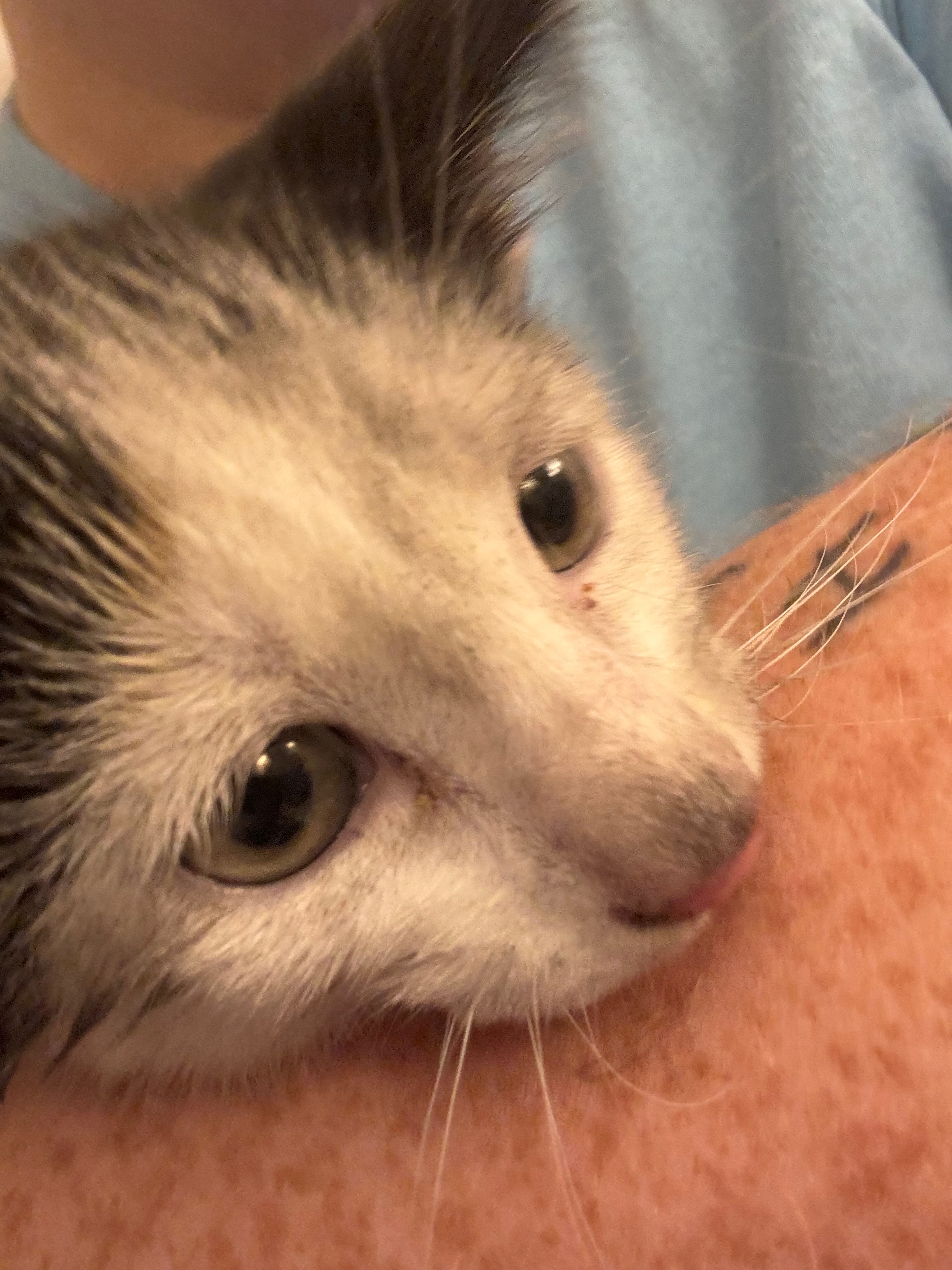 Help Cow the Kitten Find Safety and Love campaign photo, 7 of 8