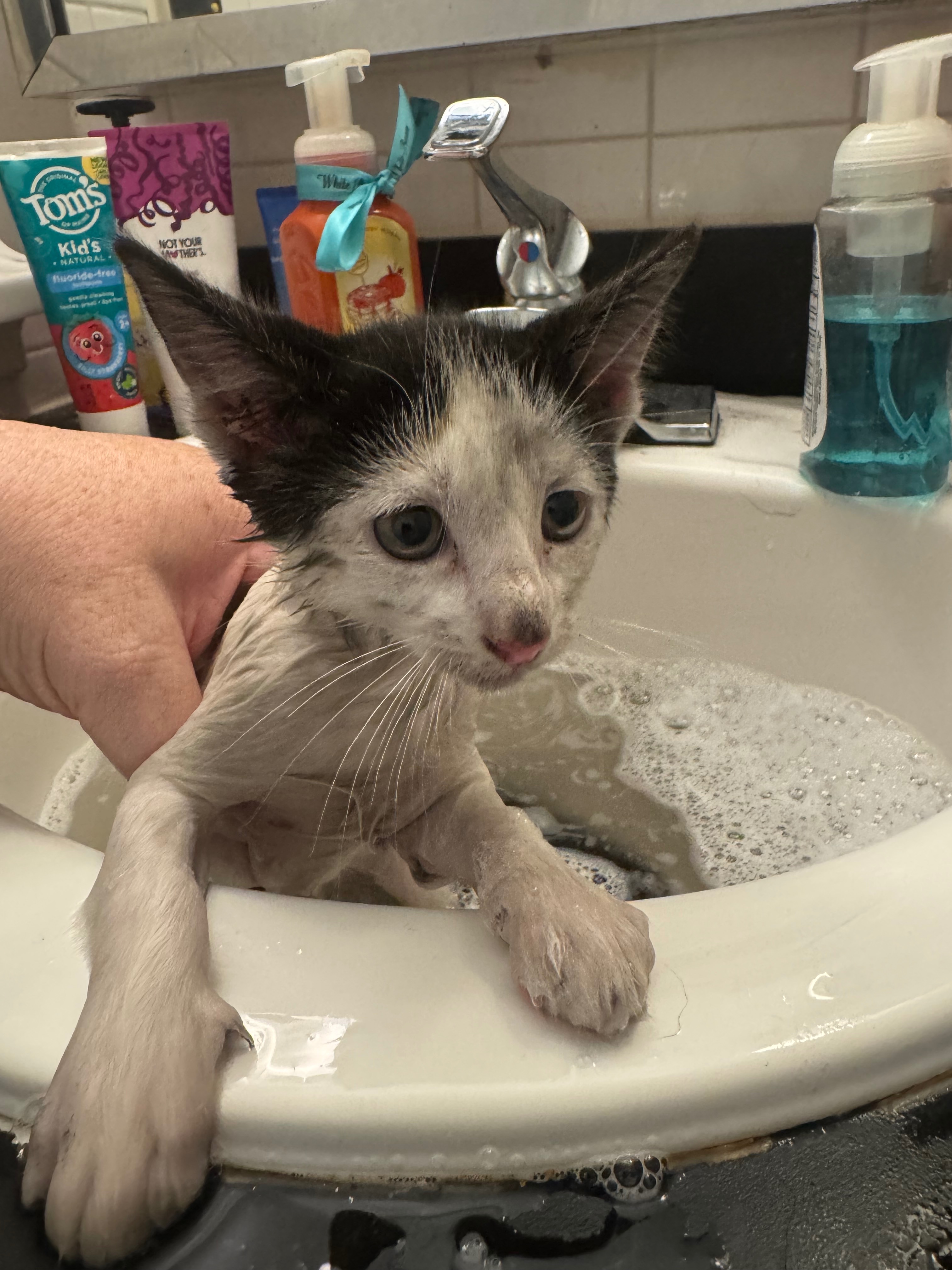 Help Cow the Kitten Find Safety and Love campaign photo, 2 of 8