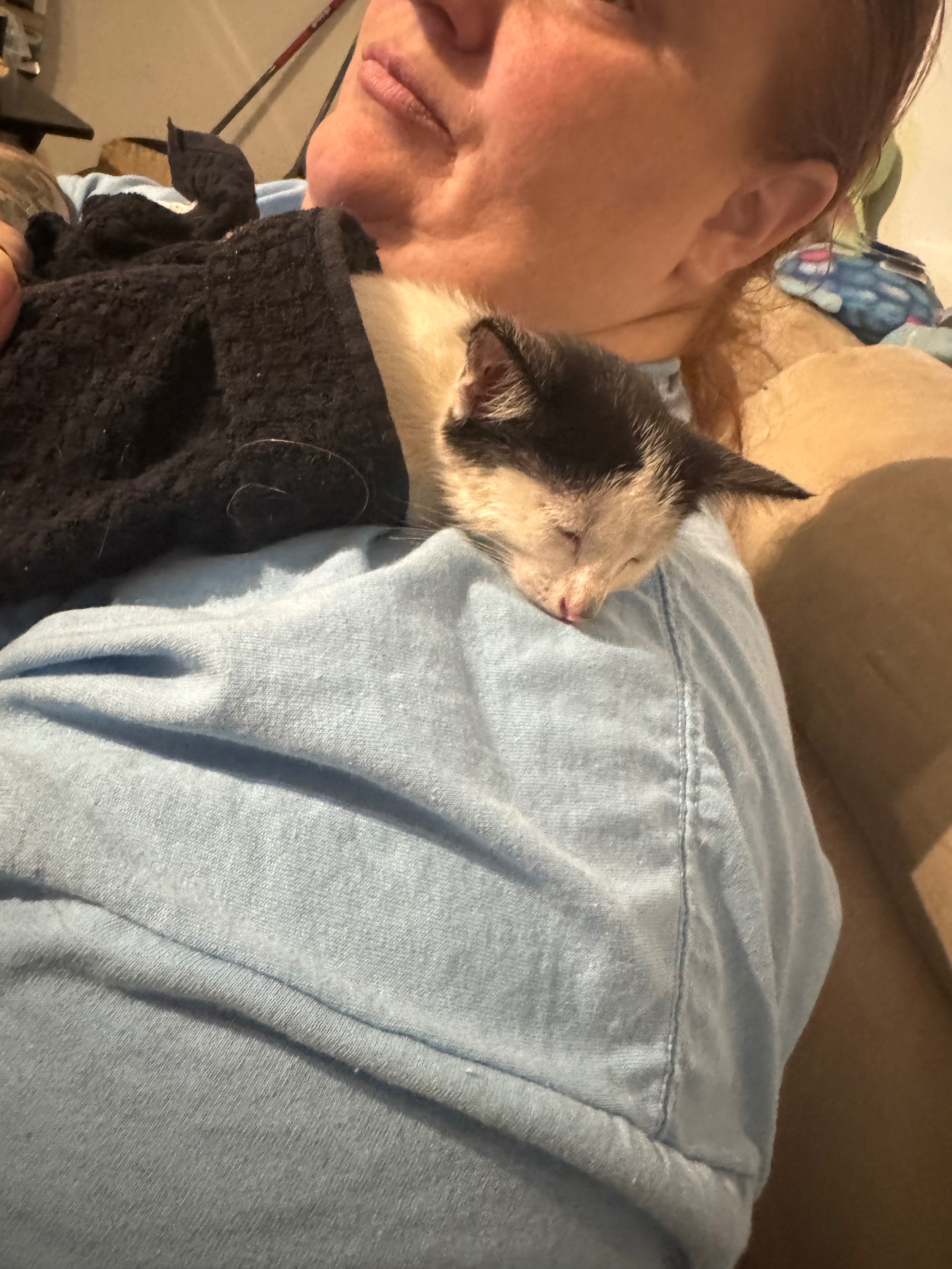 Help Cow the Kitten Find Safety and Love campaign photo, 5 of 8