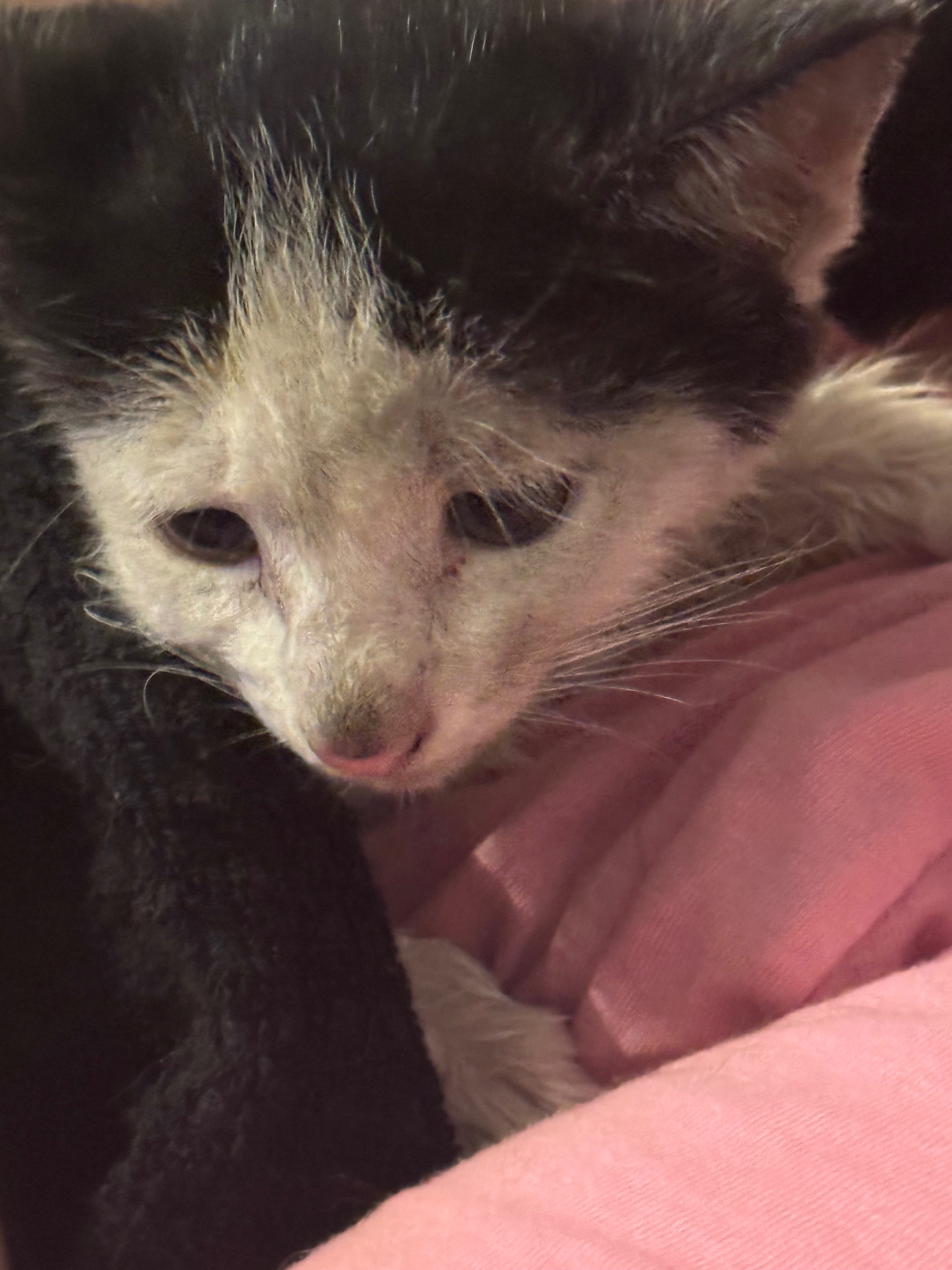 Help Cow the Kitten Find Safety and Love campaign photo, 4 of 8